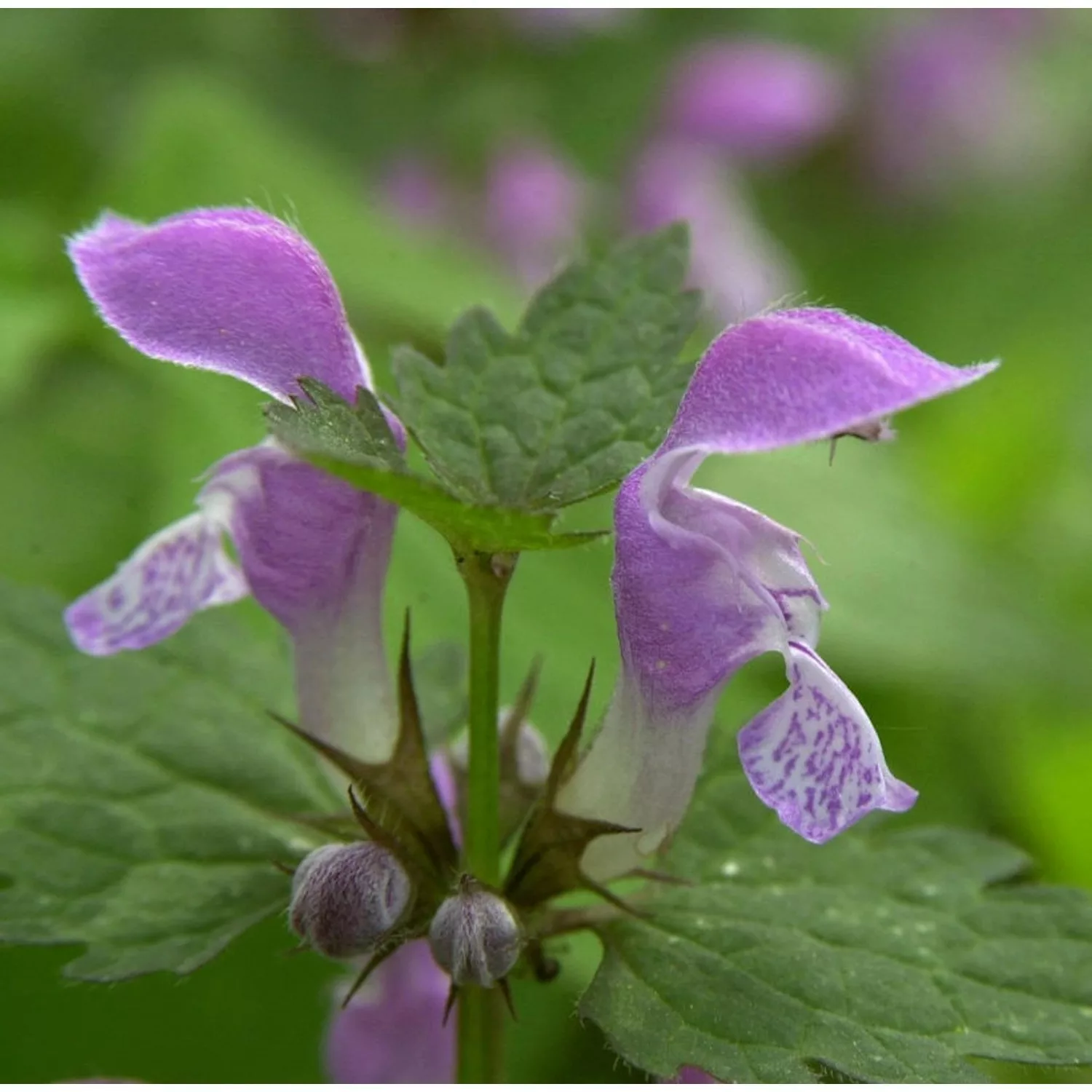 Waldnessel - Lamium maculatum günstig online kaufen