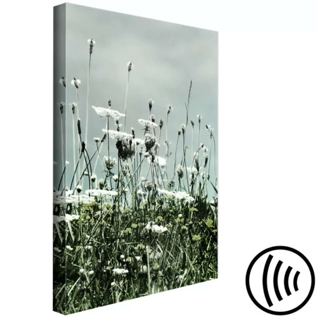 Wandbild Feld der weißen Mohnblumen - Landschaftsfoto mit grauem Himmel XXL günstig online kaufen