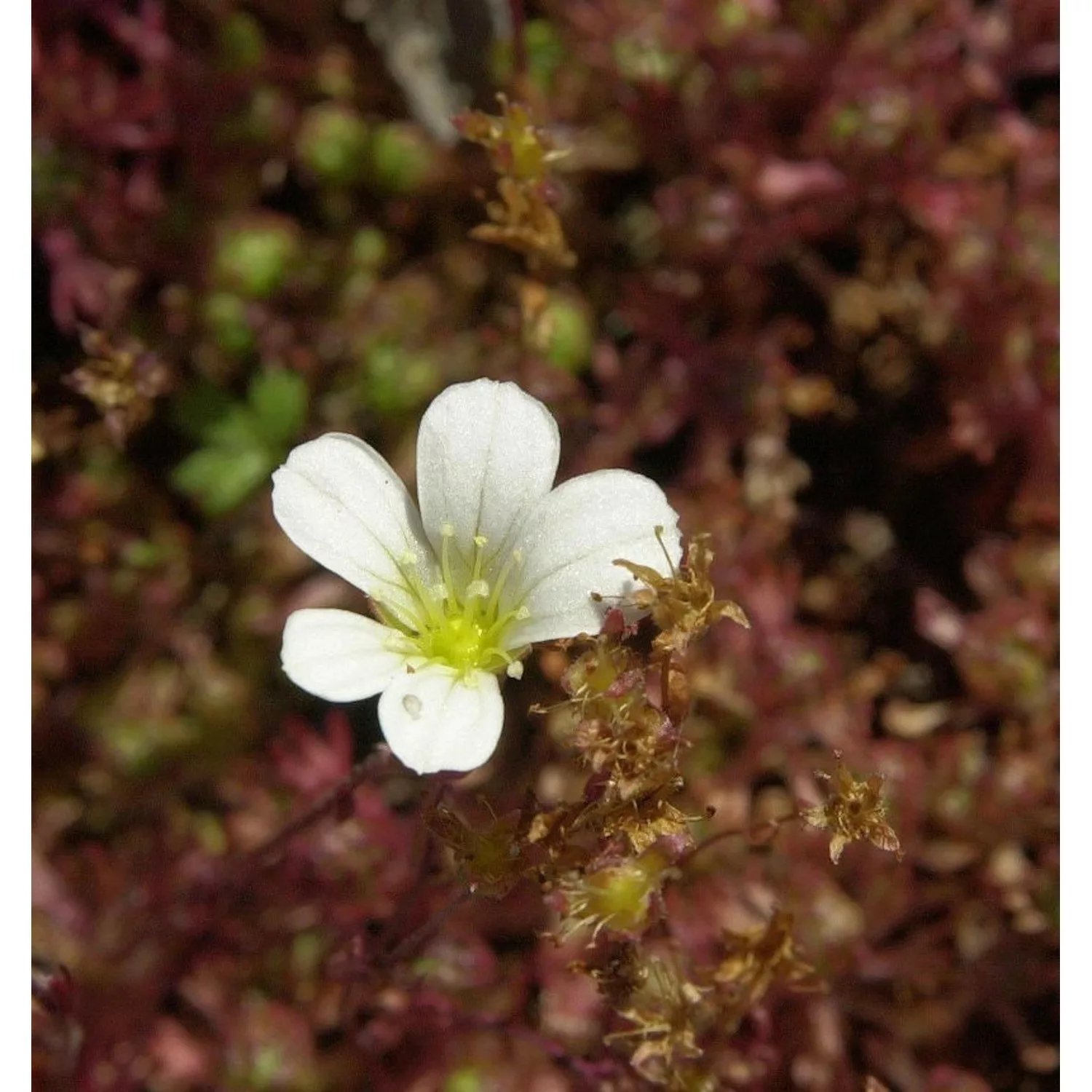 Rasensteinbrech Findling - Saxifraga cespitosa günstig online kaufen