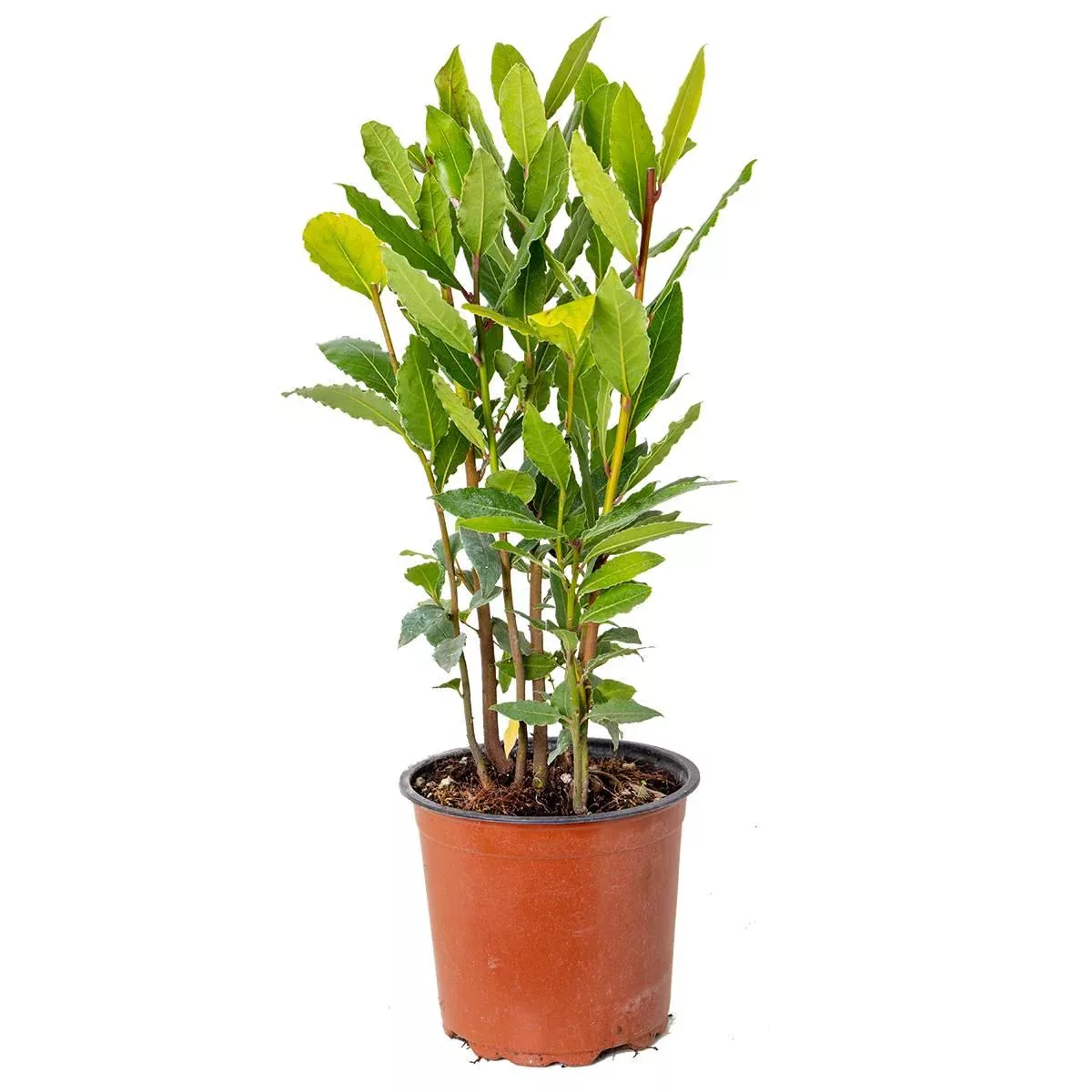 Casa Caron | Gartenpflanze Laurus Nobilis günstig online kaufen