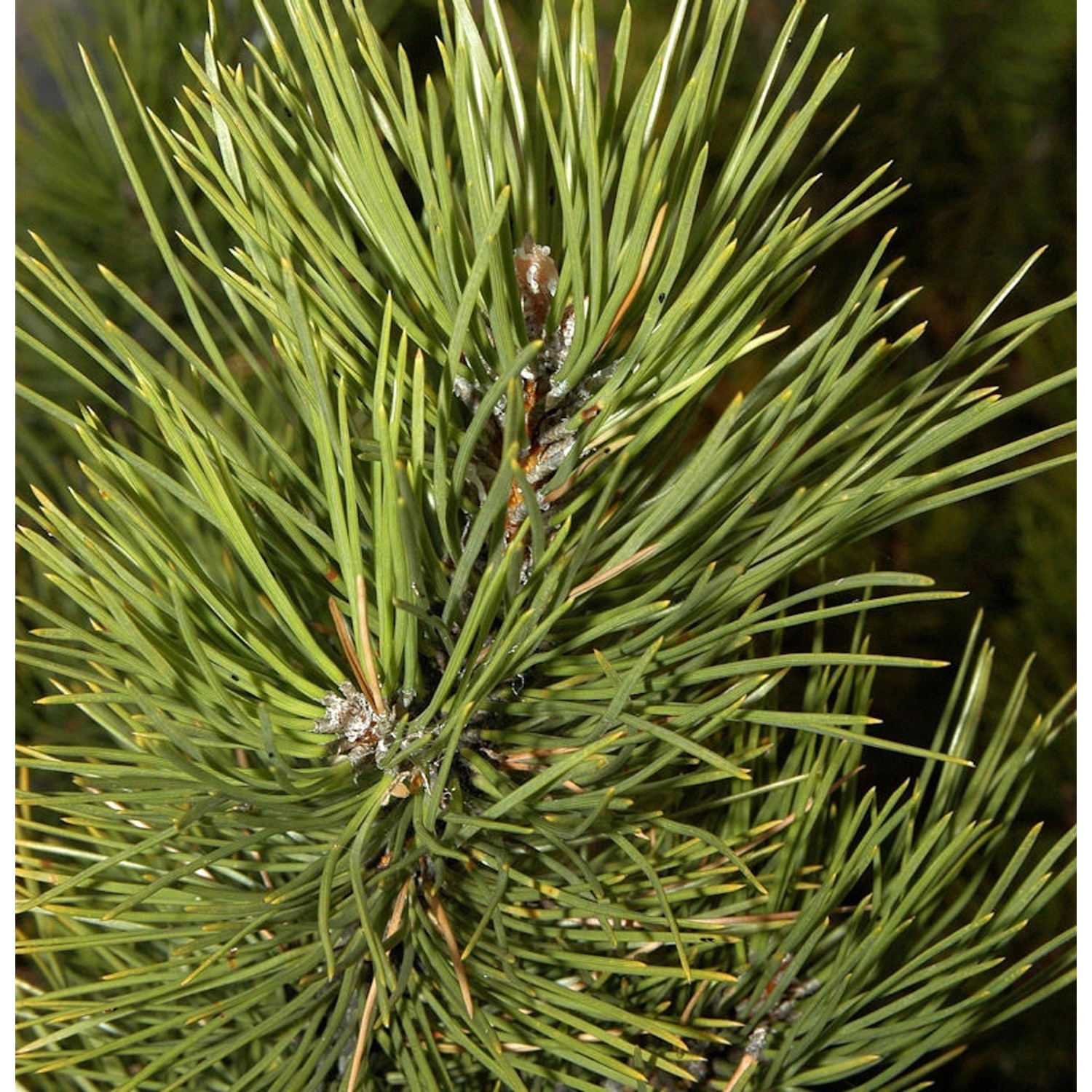 Österreichische Schwarzkiefer Select 70-80cm - Pinus nigra günstig online kaufen