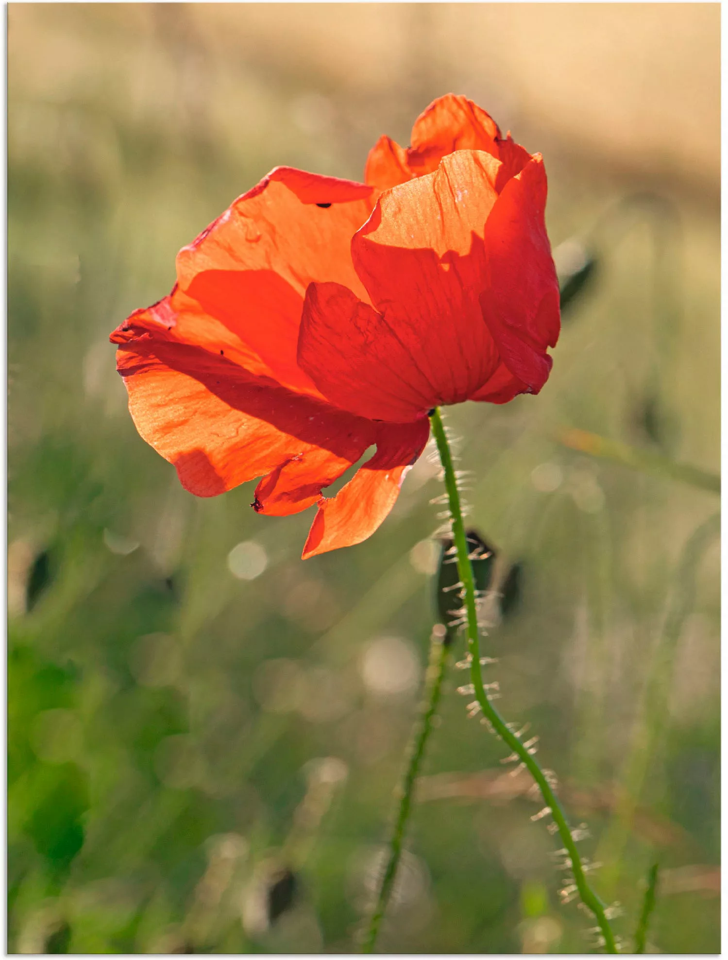 Artland Wandbild "Mohnblume", Blumen, (1 St.) günstig online kaufen