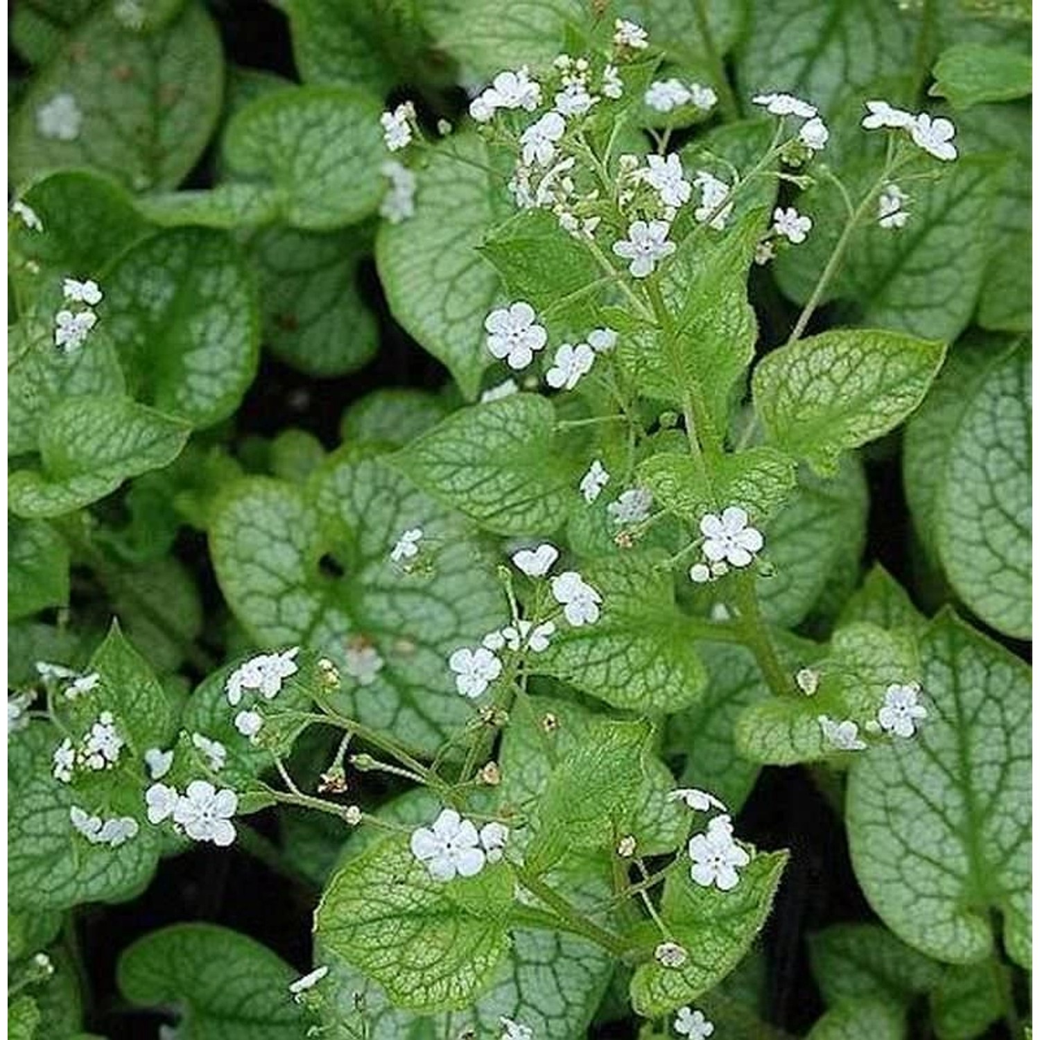 Kaukasus Vergißmeinnicht Mr Morse - Brunnera macrophylla günstig online kaufen