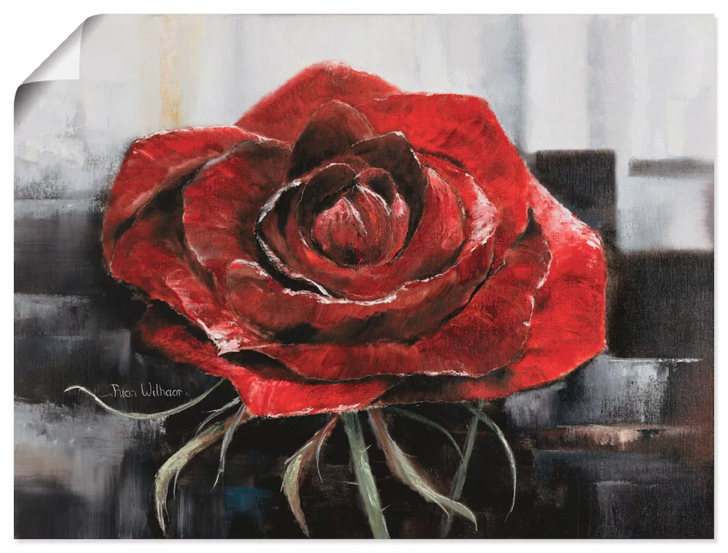 Artland Wandbild "Blühende rote Rose", Blumen, (1 St.) günstig online kaufen