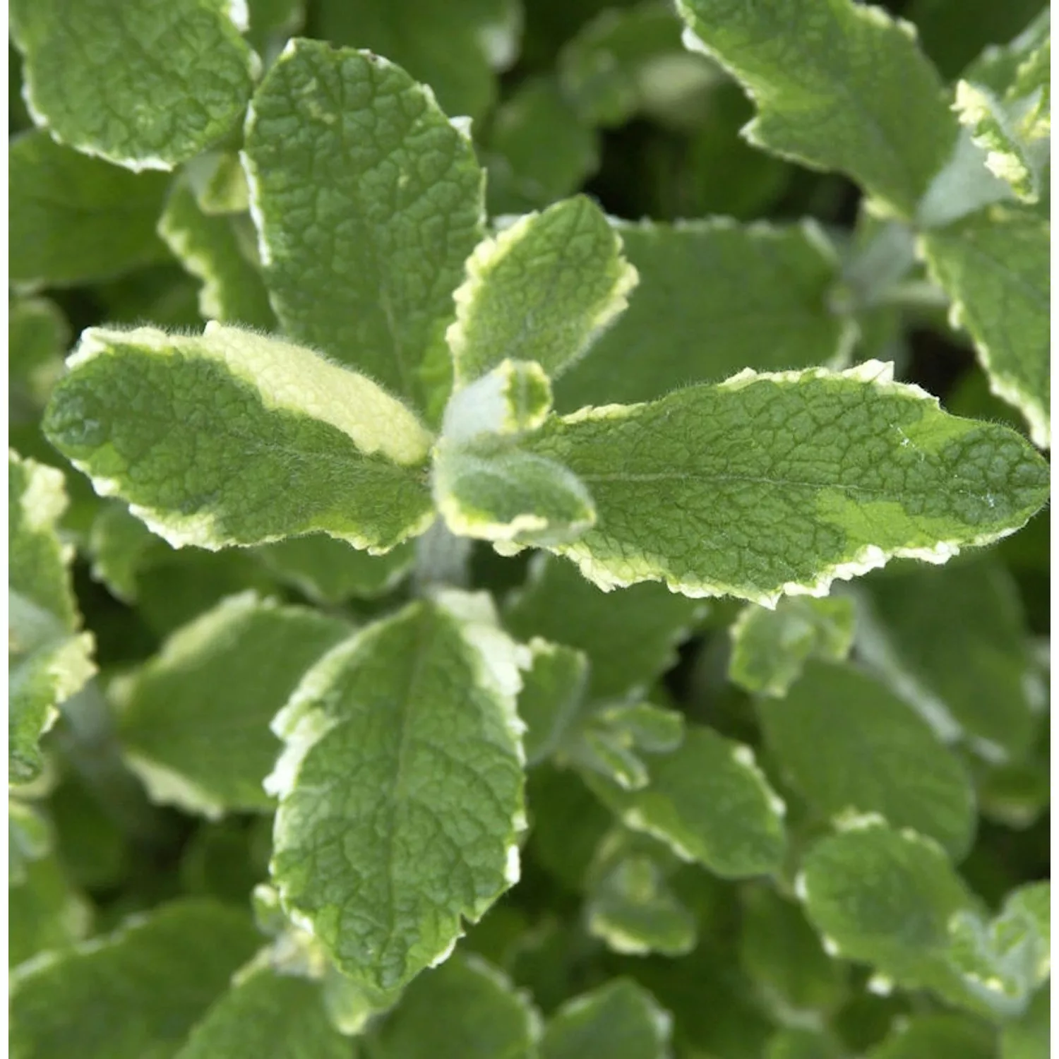 Rundblättrige Minze Variegata - Mentha rotundifolia günstig online kaufen