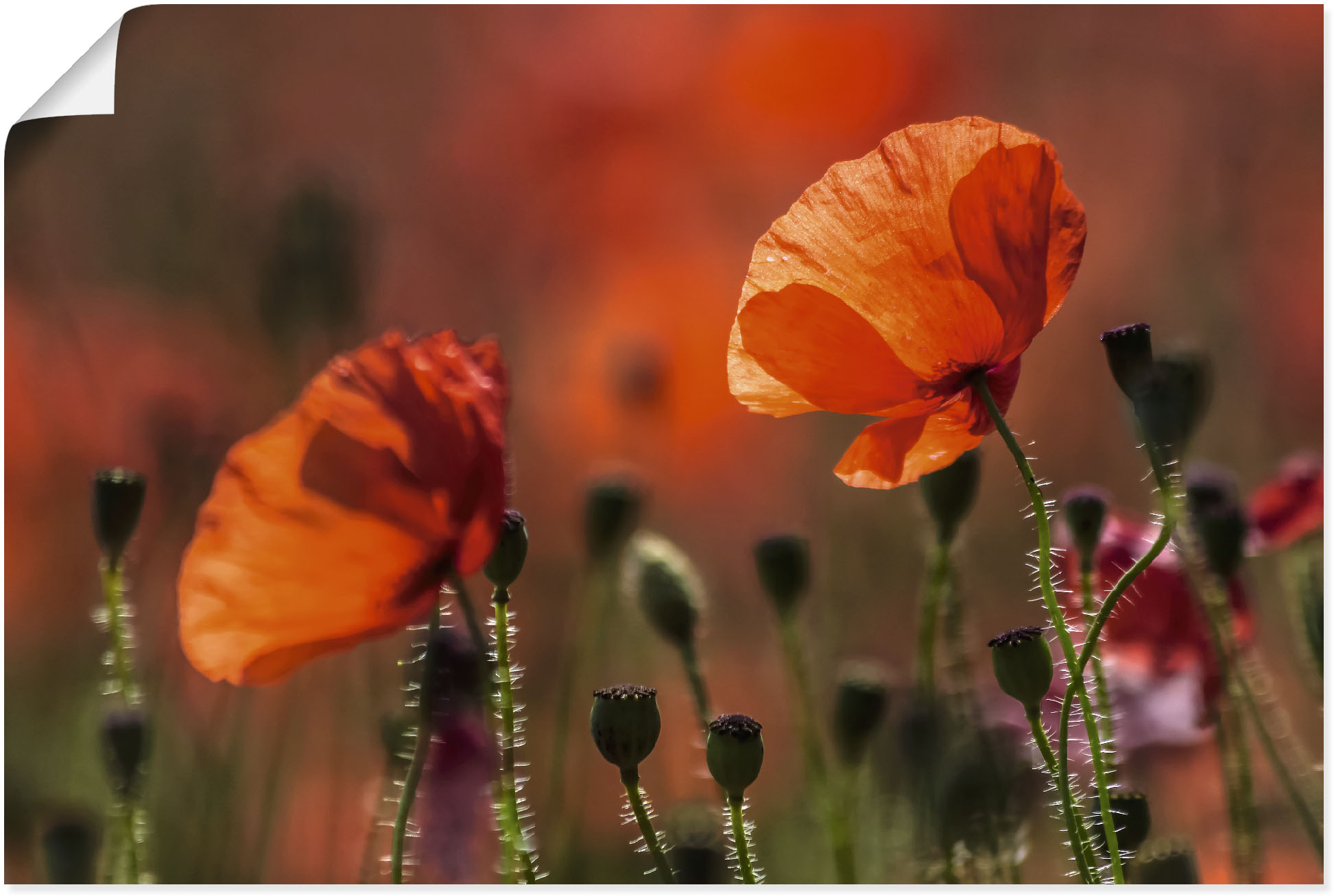 Artland Wandbild »Rote Mohnblumen in der Provence«, Blumenbilder, (1 St.), günstig online kaufen