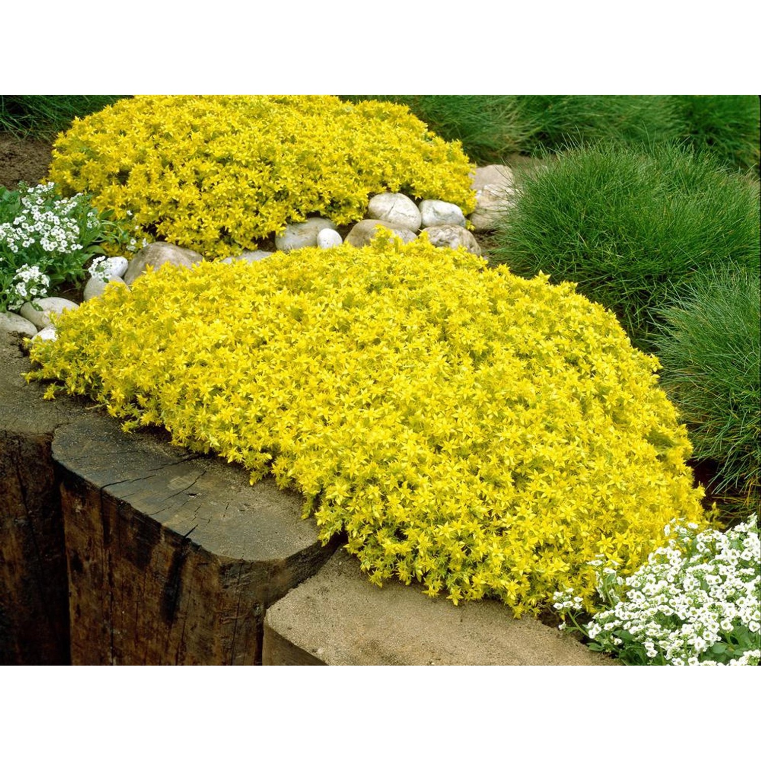 GROW by OBI Scharfer Mauerpfeffer Gelb Topf-Ø ca. 9 cm x 9 cm Sedum günstig online kaufen