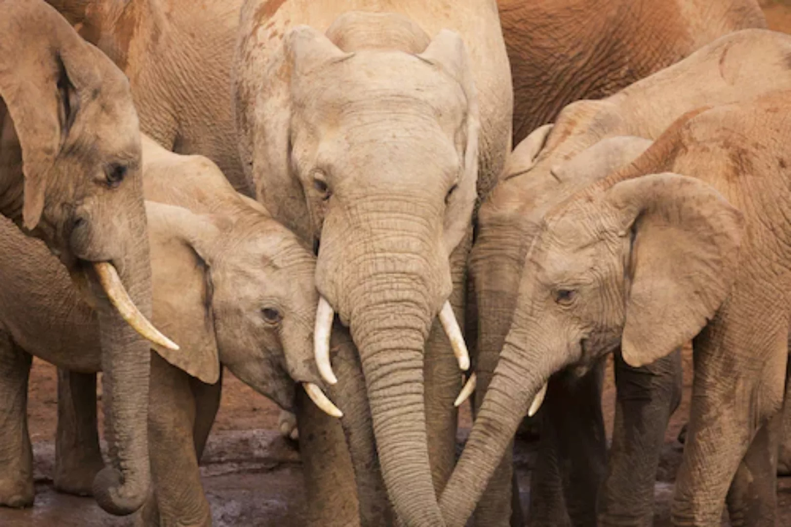 Papermoon Fototapete »Elefanten« günstig online kaufen