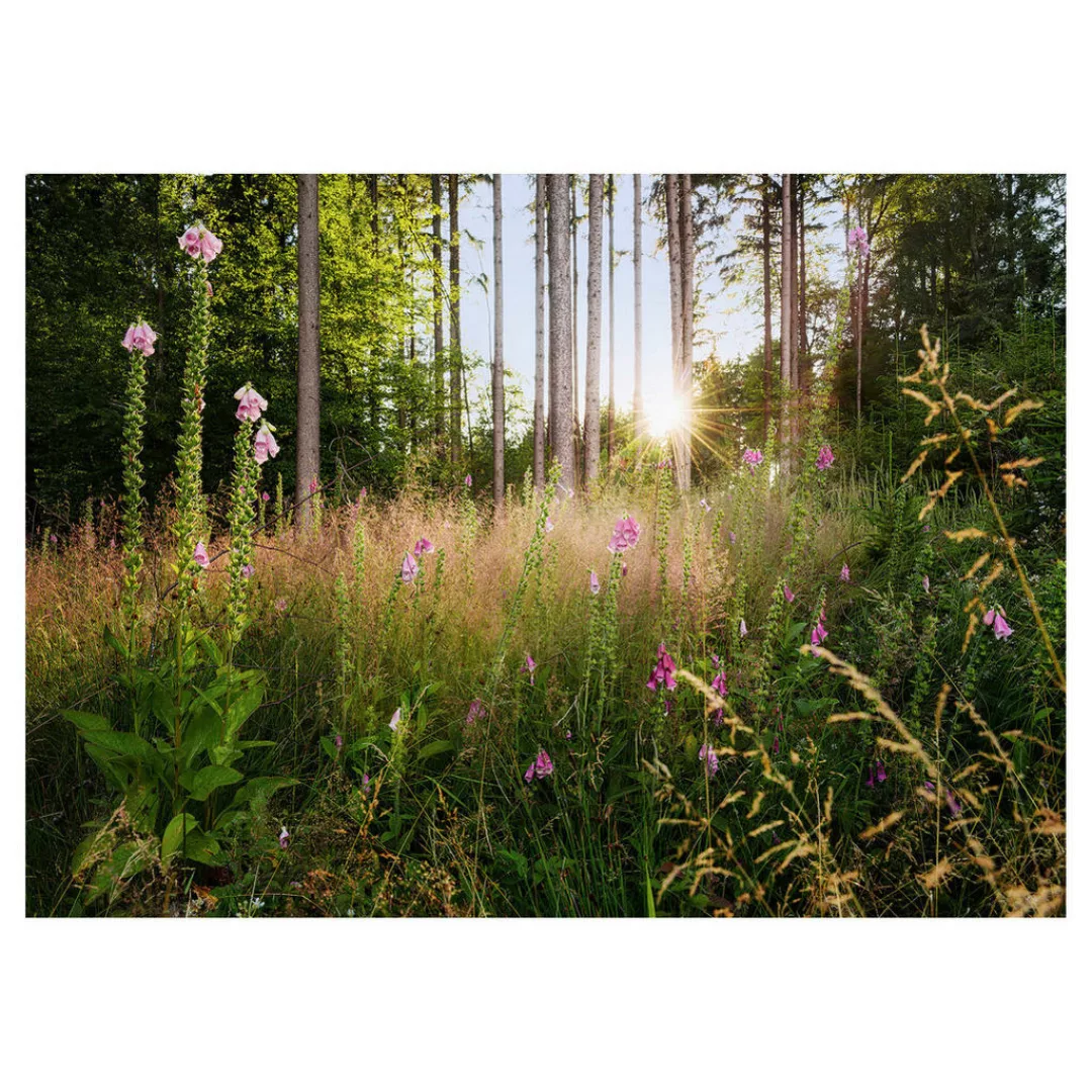 Komar Fototapete Summer Glade Wald B/L: ca. 350x250 cm günstig online kaufen