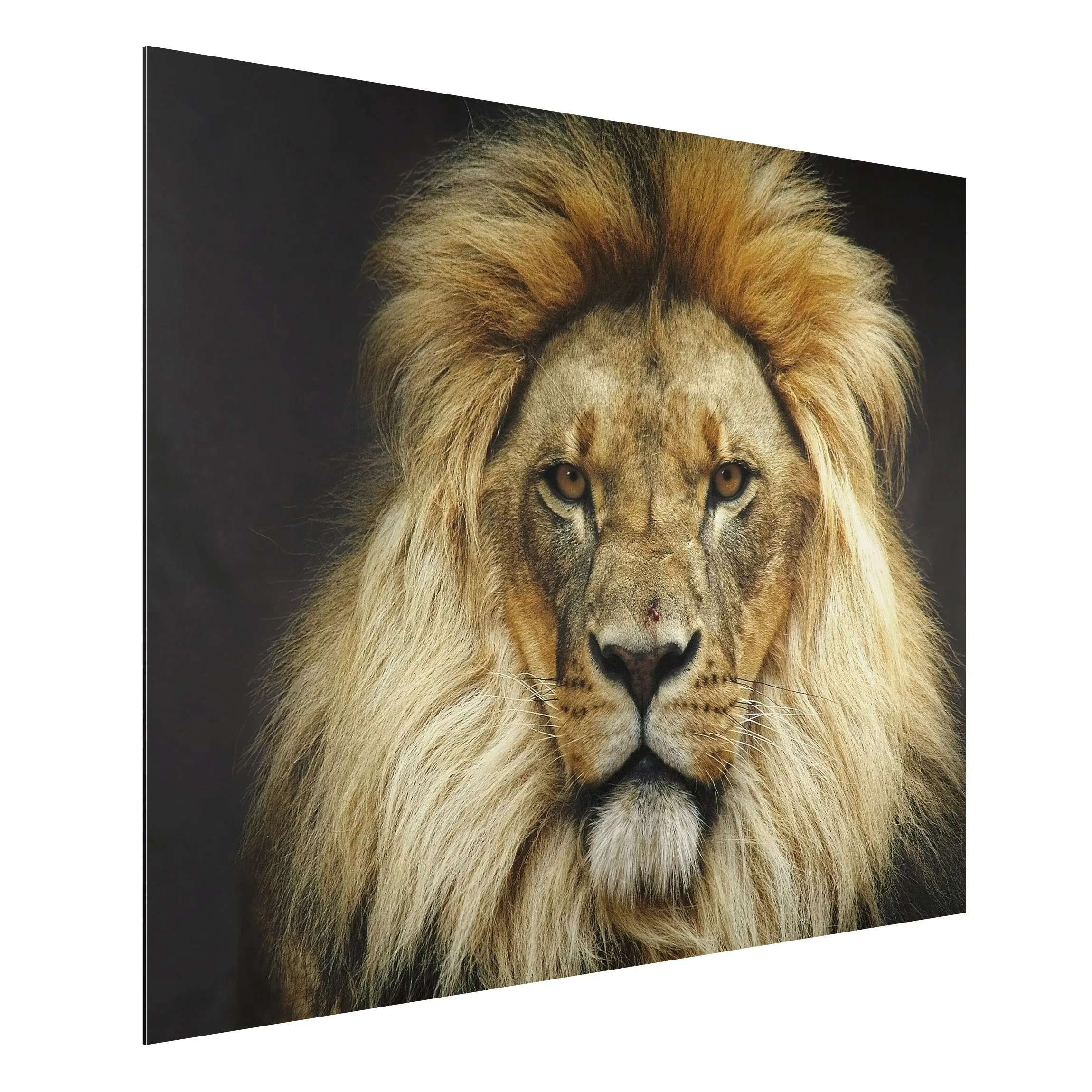 Alu-Dibond Bild Tiere - Querformat 4:3 Wisdom of Lion günstig online kaufen