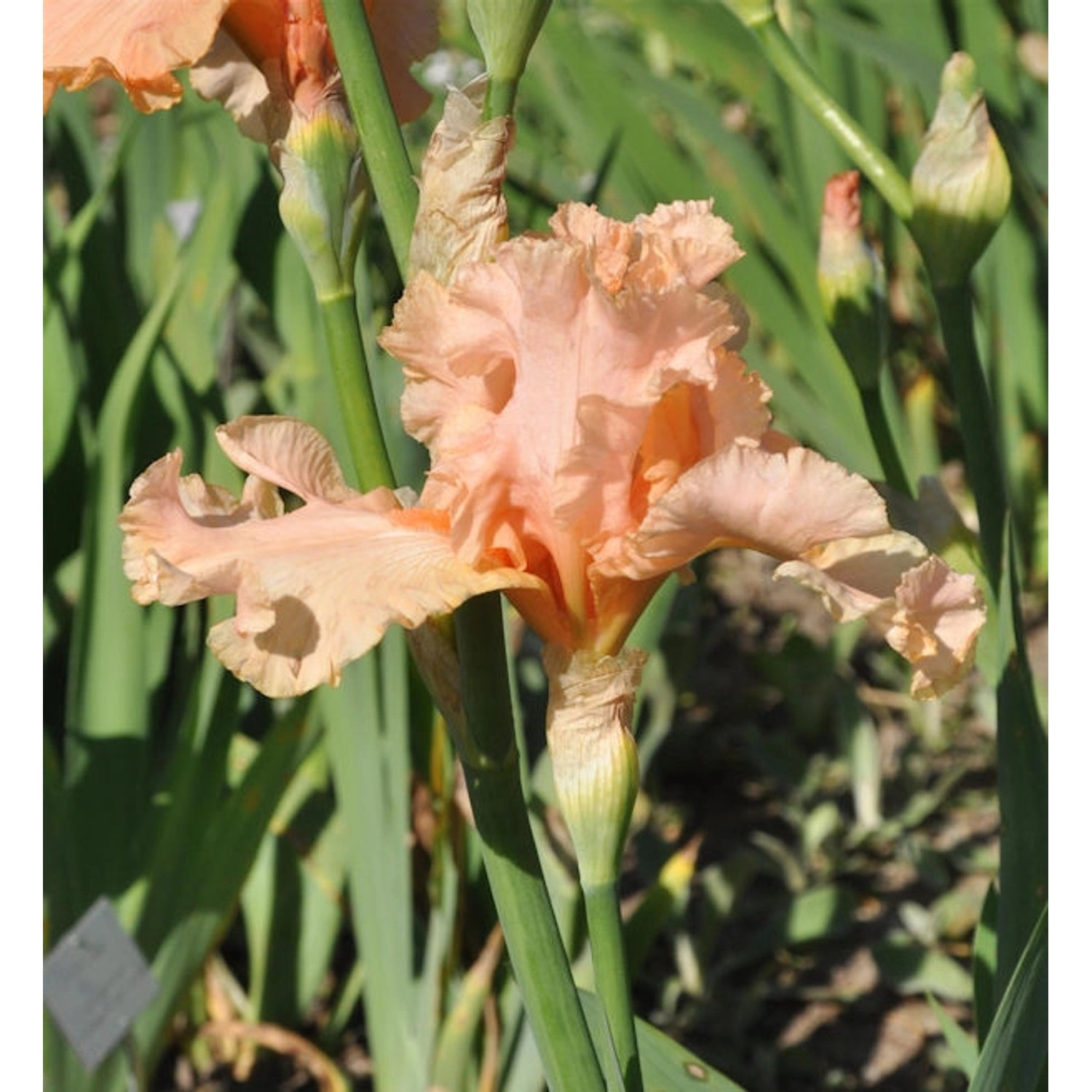 Mittelhohe Schwertlilie June Rose - Iris barbata günstig online kaufen