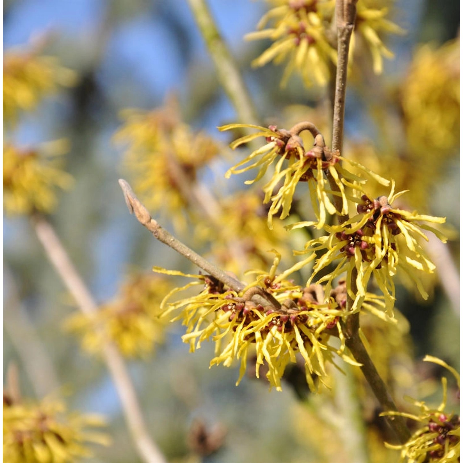 Zaubernuß Westerstede 30-40cm - Hamamelis intermedia günstig online kaufen