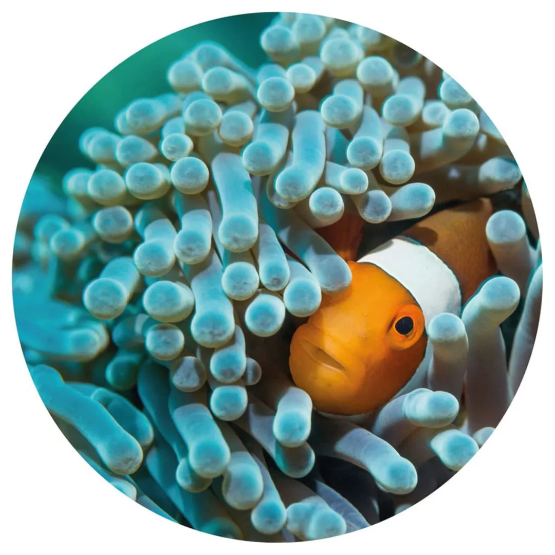 Wallart Fototapete Nemo The Anemonefish Rund 142,5 Cm günstig online kaufen