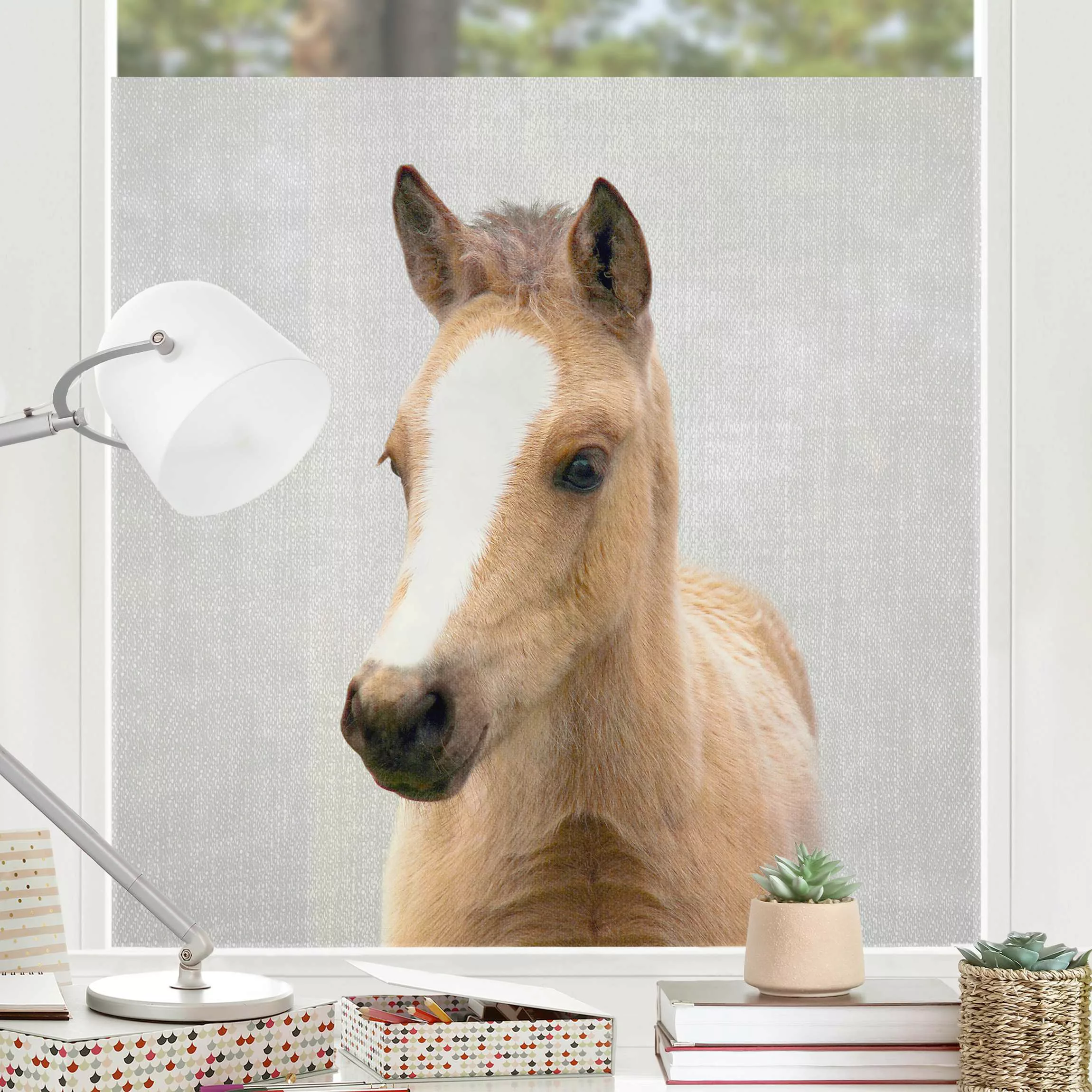 Fensterfolie Baby Pferd Philipp günstig online kaufen