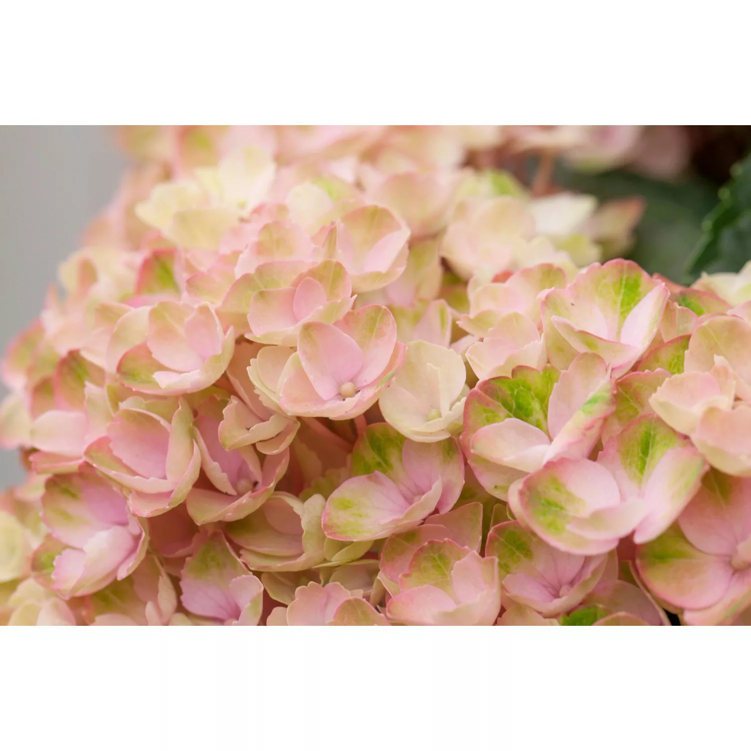 Ballhortensie Magical Rosa Topf ca. 5 l Hydrangea günstig online kaufen