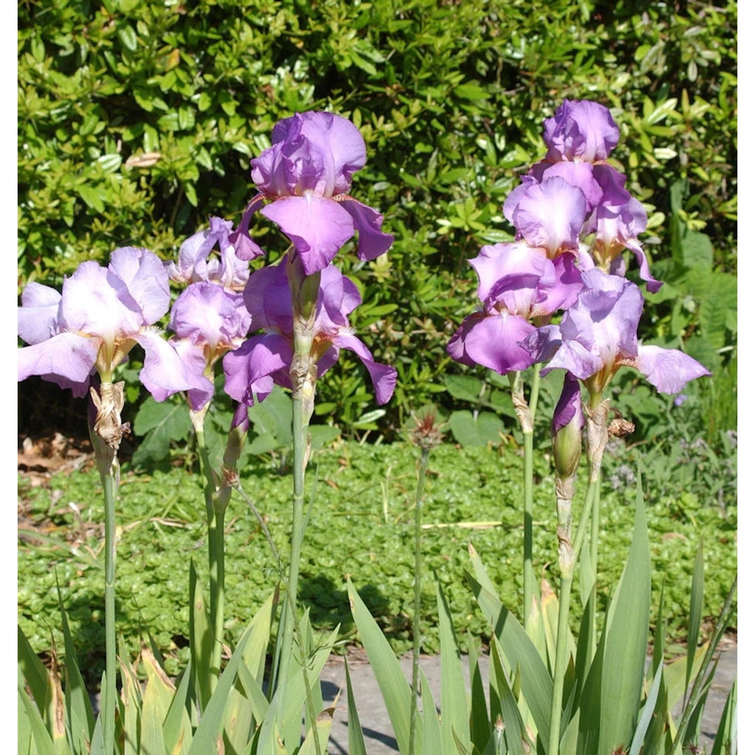 Schwertlilie Amethyst Flame - Iris barbata günstig online kaufen