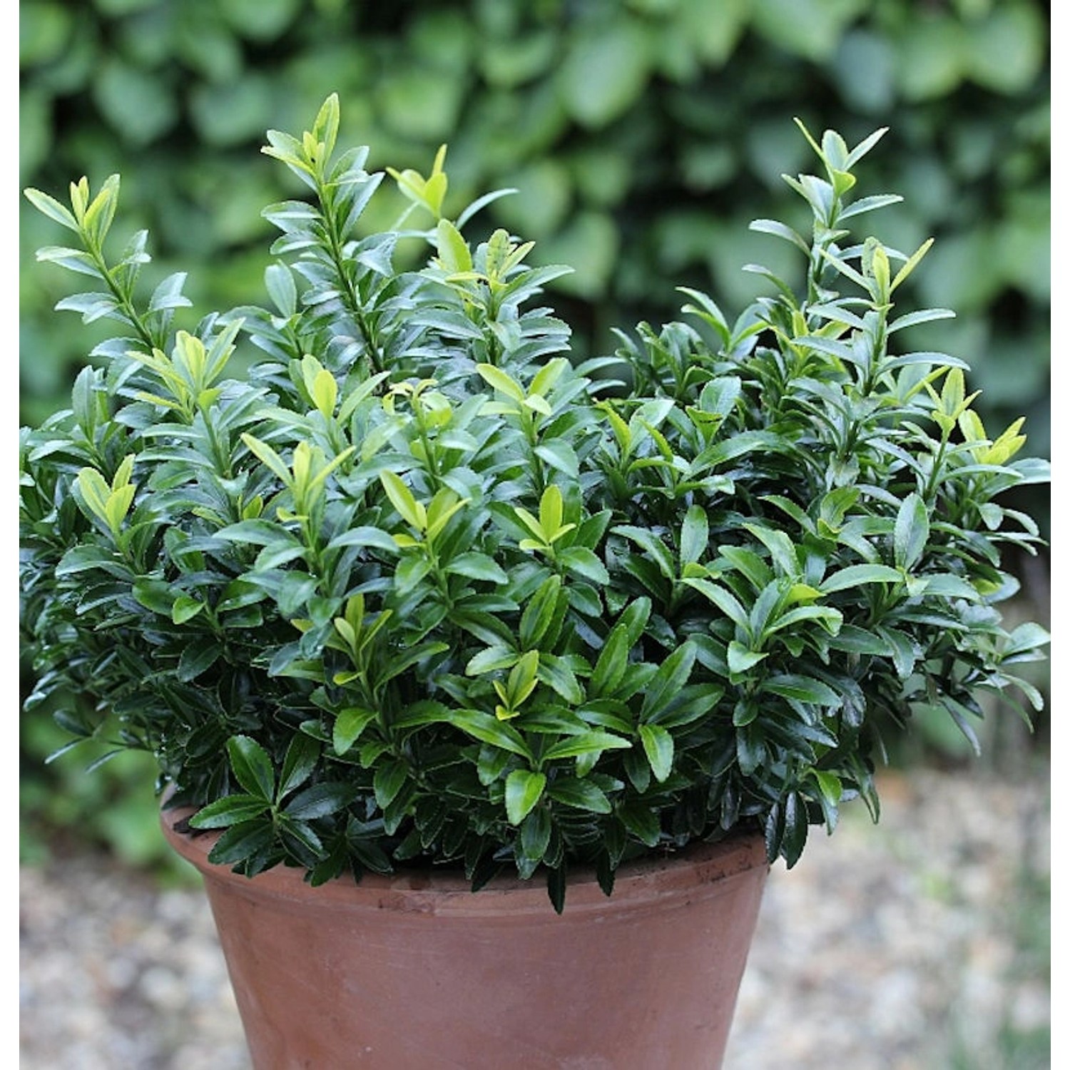 10x Japanischer Spindelstrauch Green Spire 10-15cm - Euonymus japonicus günstig online kaufen