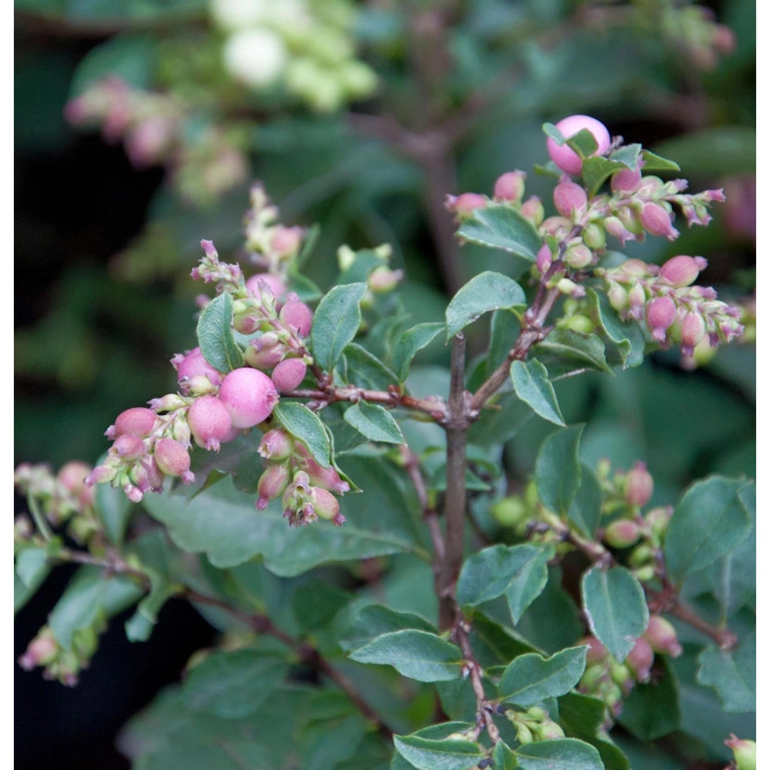 Amethystbeere Magical Candy 60-80cm - Symphoricarpos doorenbosii günstig online kaufen