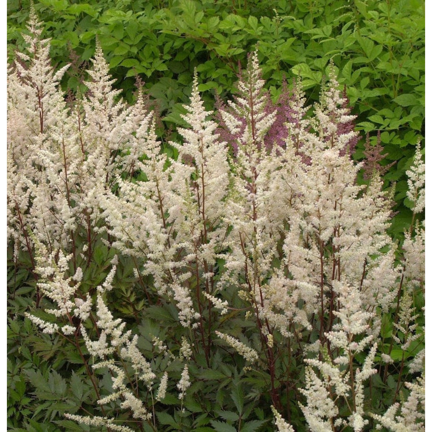 Prachtspiere Bronce Elegans - Astilbe simplicifolia günstig online kaufen