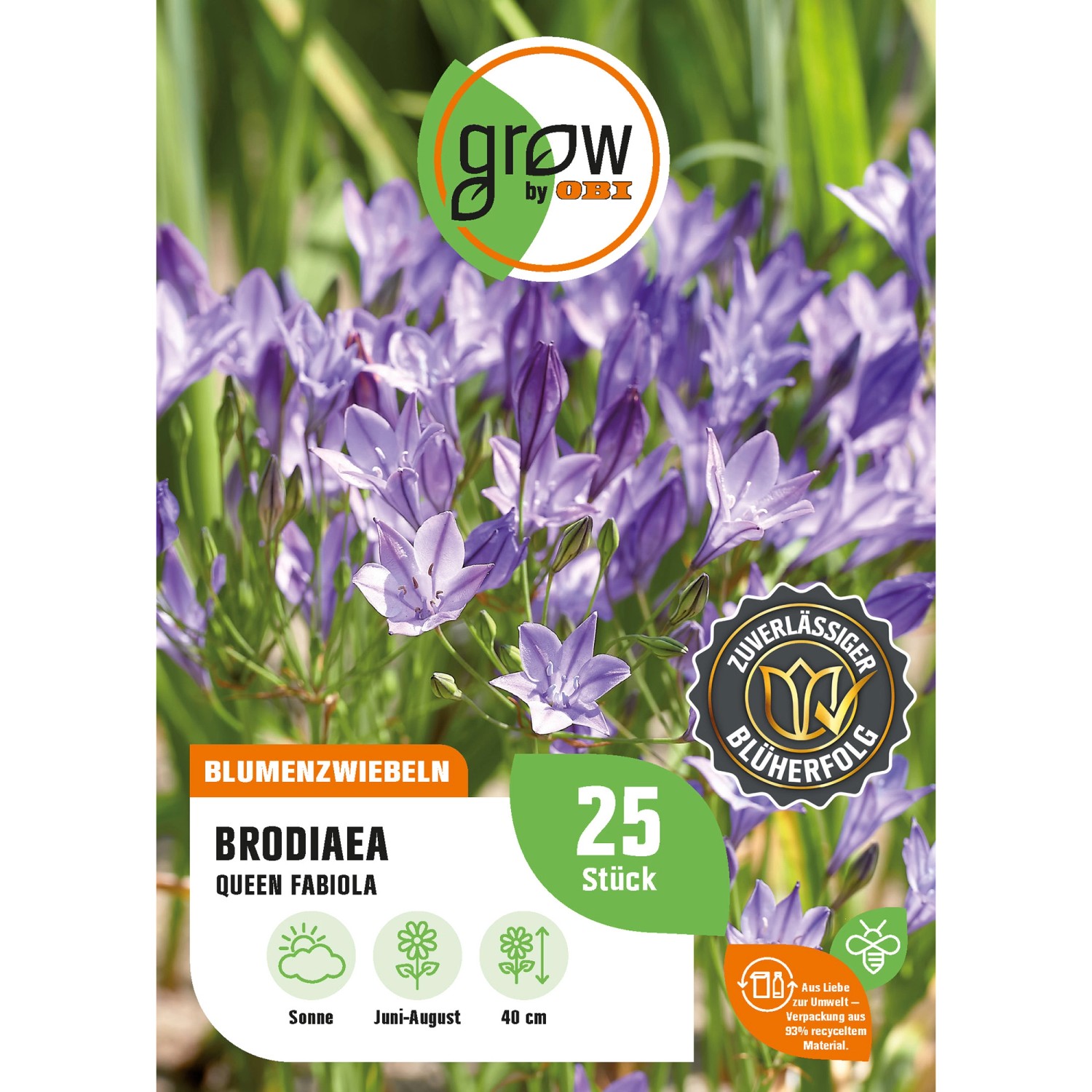 GROW by OBI Brodiaea Queen Fabiola Höhe ca. 40 cm Brodiaea günstig online kaufen