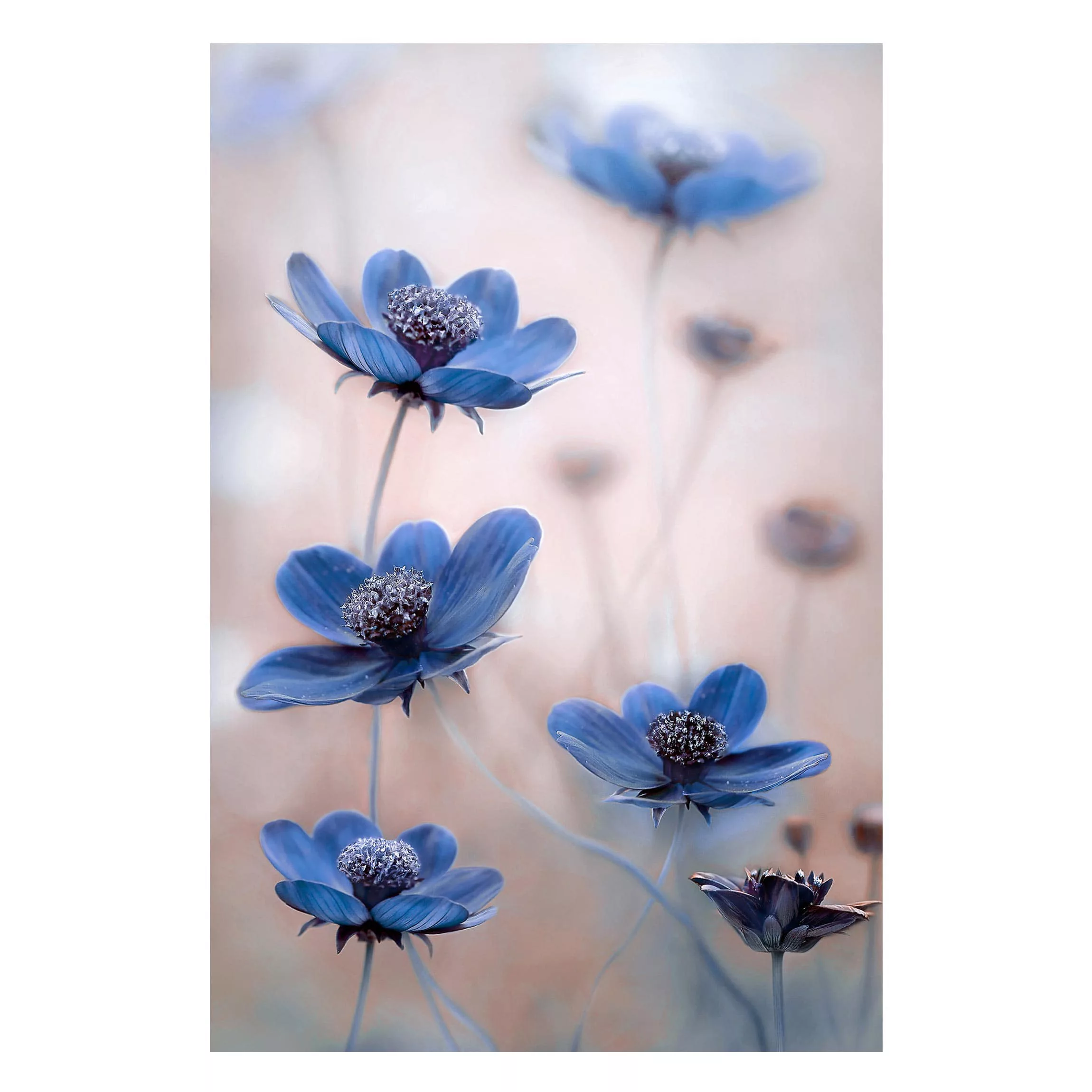 Magnettafel Blumen - Hochformat 2:3 Blaue Kosmeen günstig online kaufen