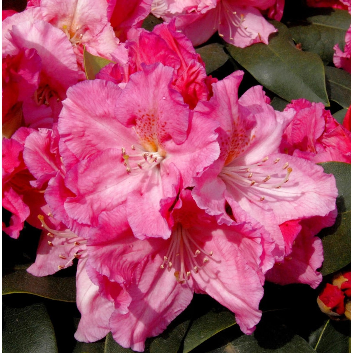 Großblumige Rhododendron Caruso 60-70cm - Alpenrose günstig online kaufen