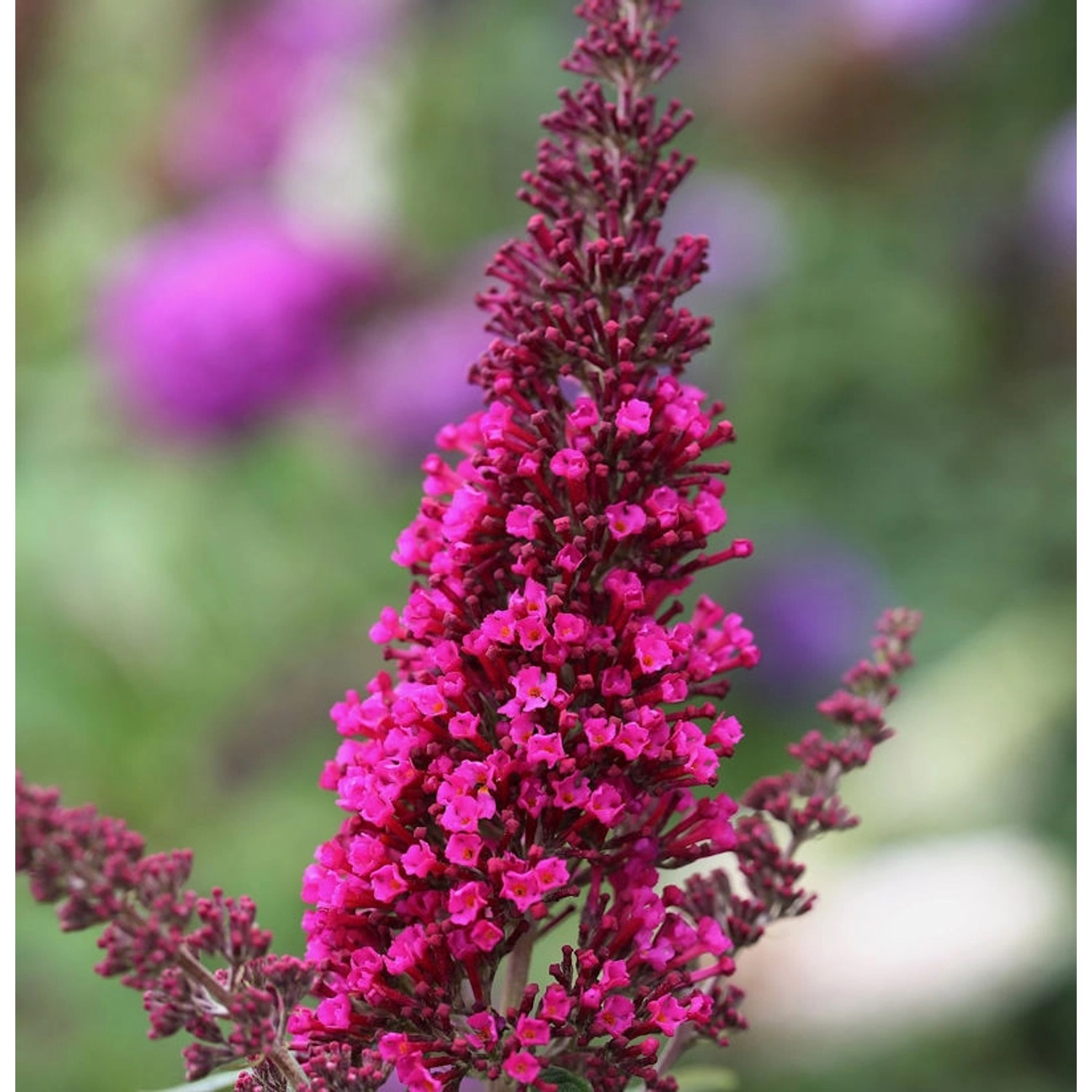 Sommerflieder Miss Ruby 80-100cm - Buddleja günstig online kaufen