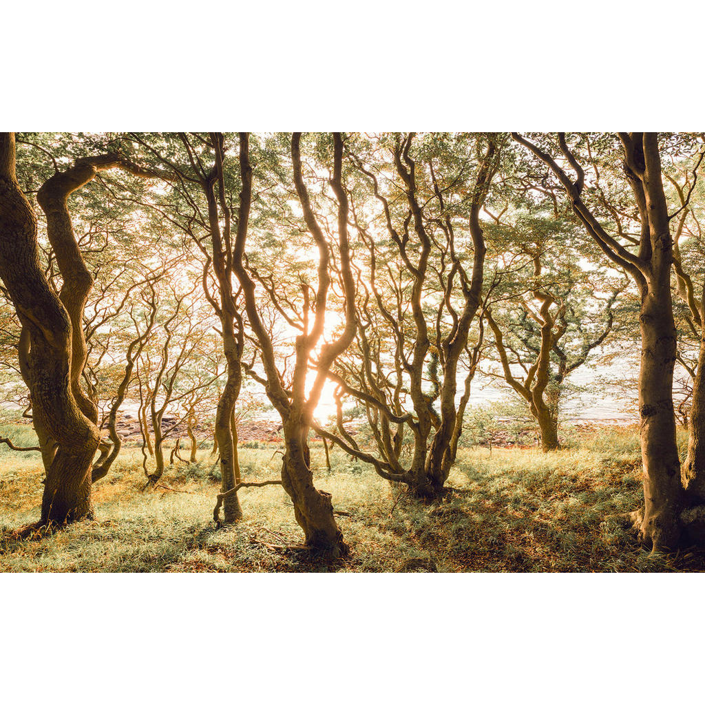 Komar Fototapete Bold Birch B/L: ca. 400x250 cm günstig online kaufen