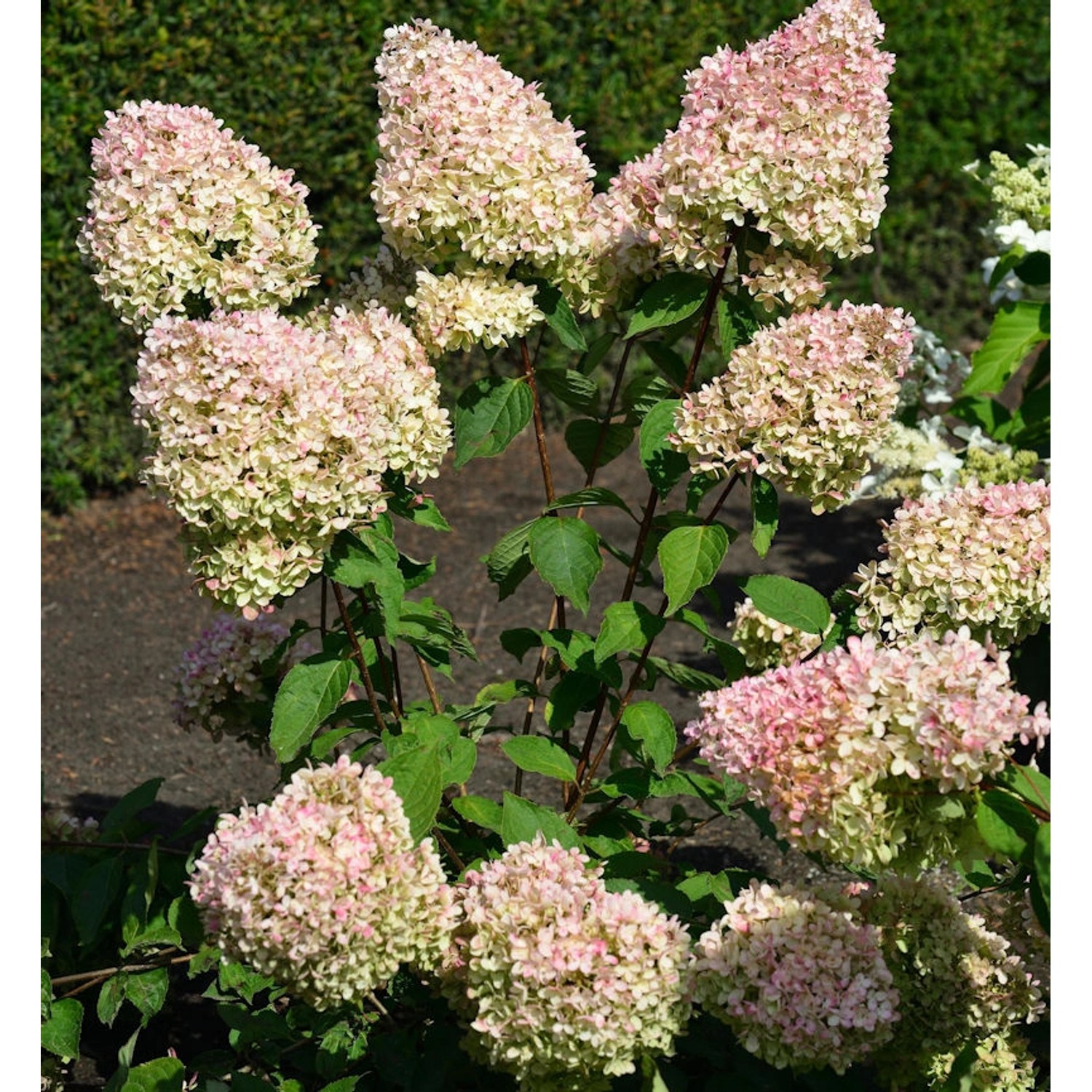 Rispenhortensie Grandiflora 100-125cm - Hydrangea paniculata günstig online kaufen