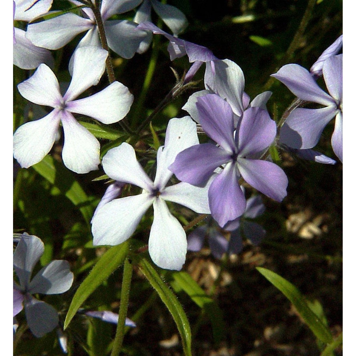 Flammenblume - Phlox divaricata günstig online kaufen