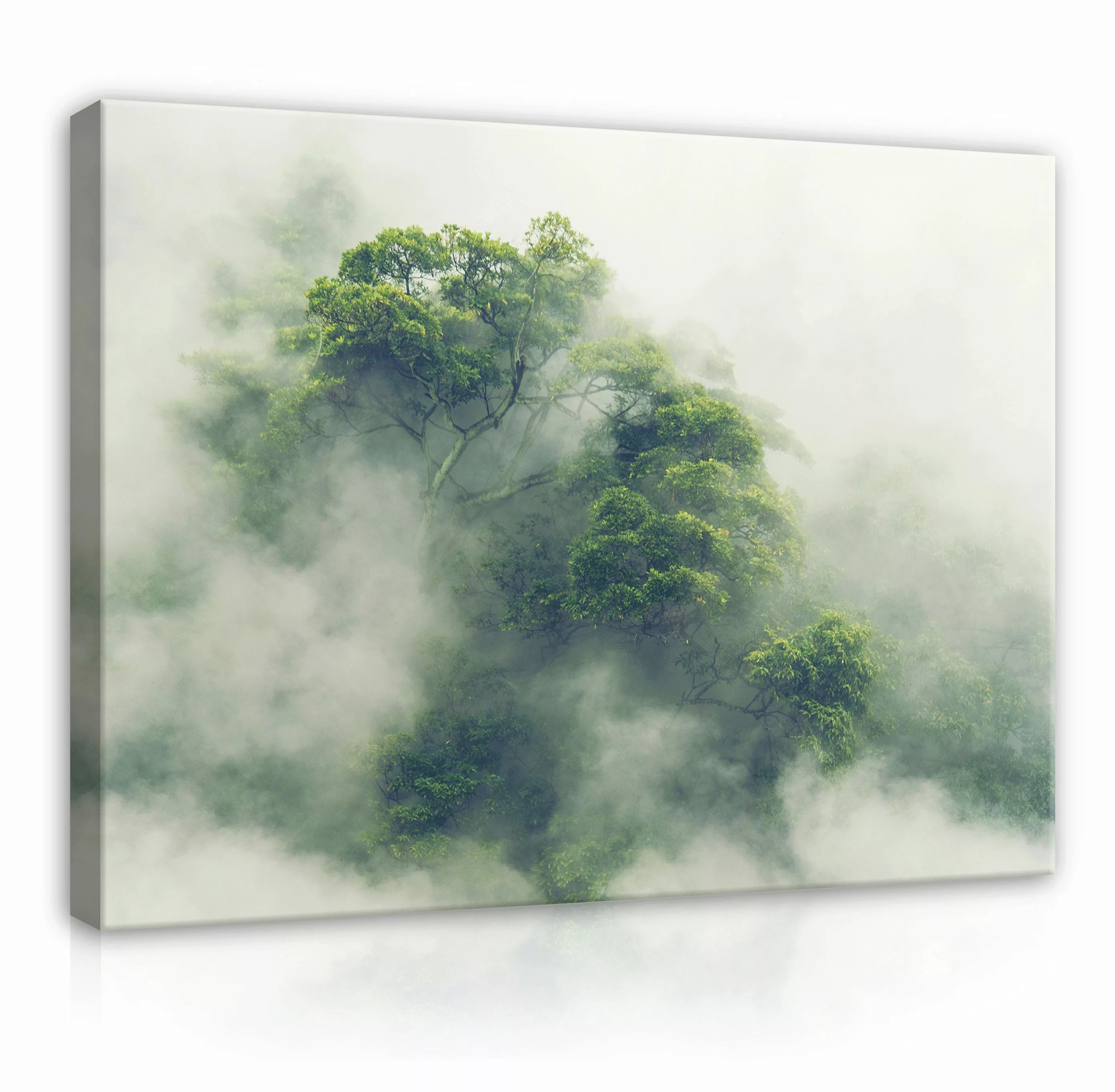 Wallarena Leinwandbild Wald Nebel Natur Grün günstig online kaufen