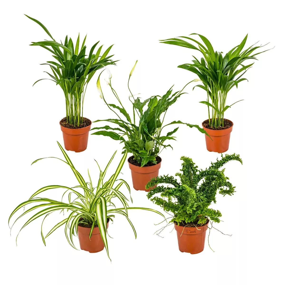 Casa Caron | Set mit 5 Luftreinigungspflanzen günstig online kaufen