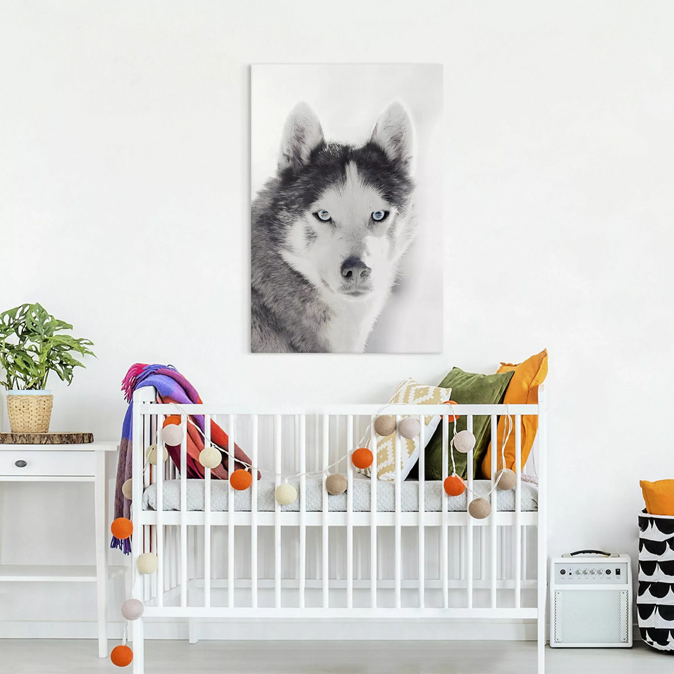 Leinwandbild Husky Portrait günstig online kaufen