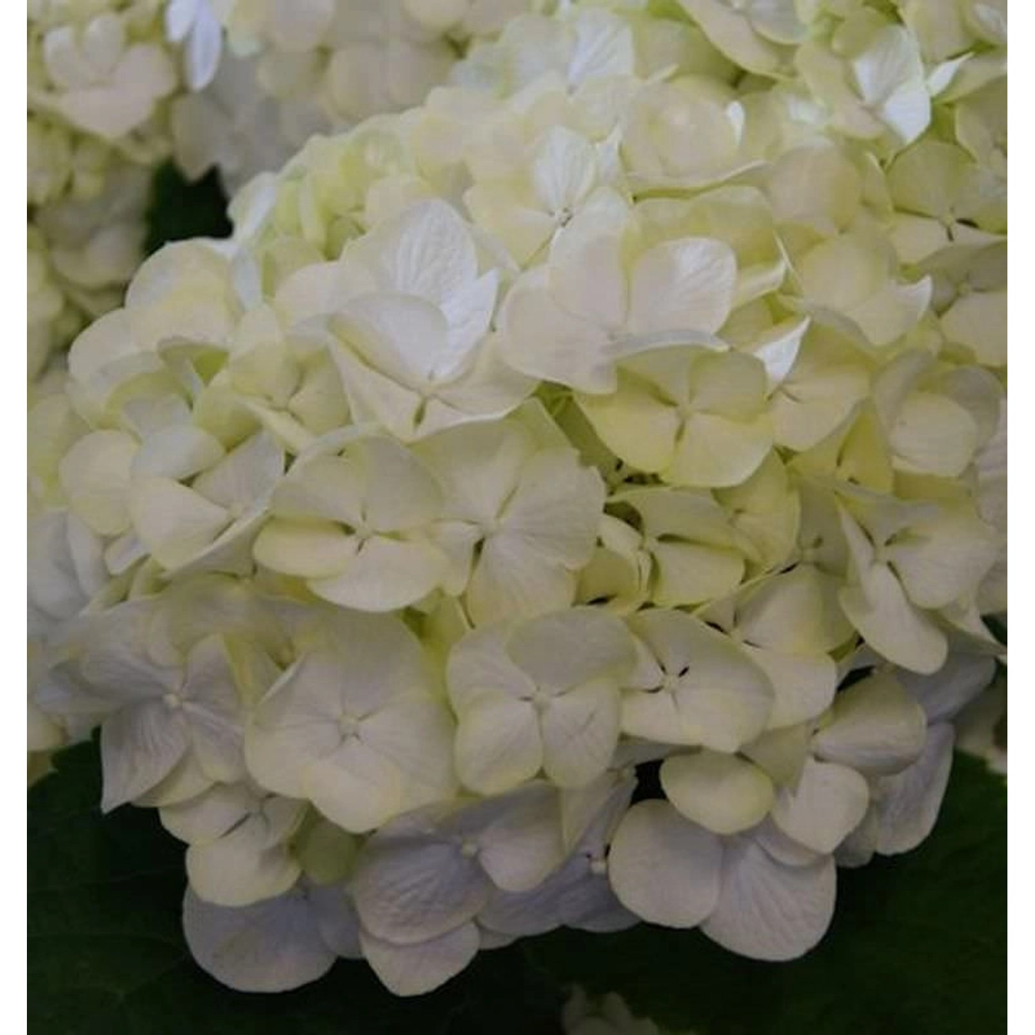 Bauernhortensie Everbloom White Wonder 30-40cm - Hydrangea macrophylla günstig online kaufen