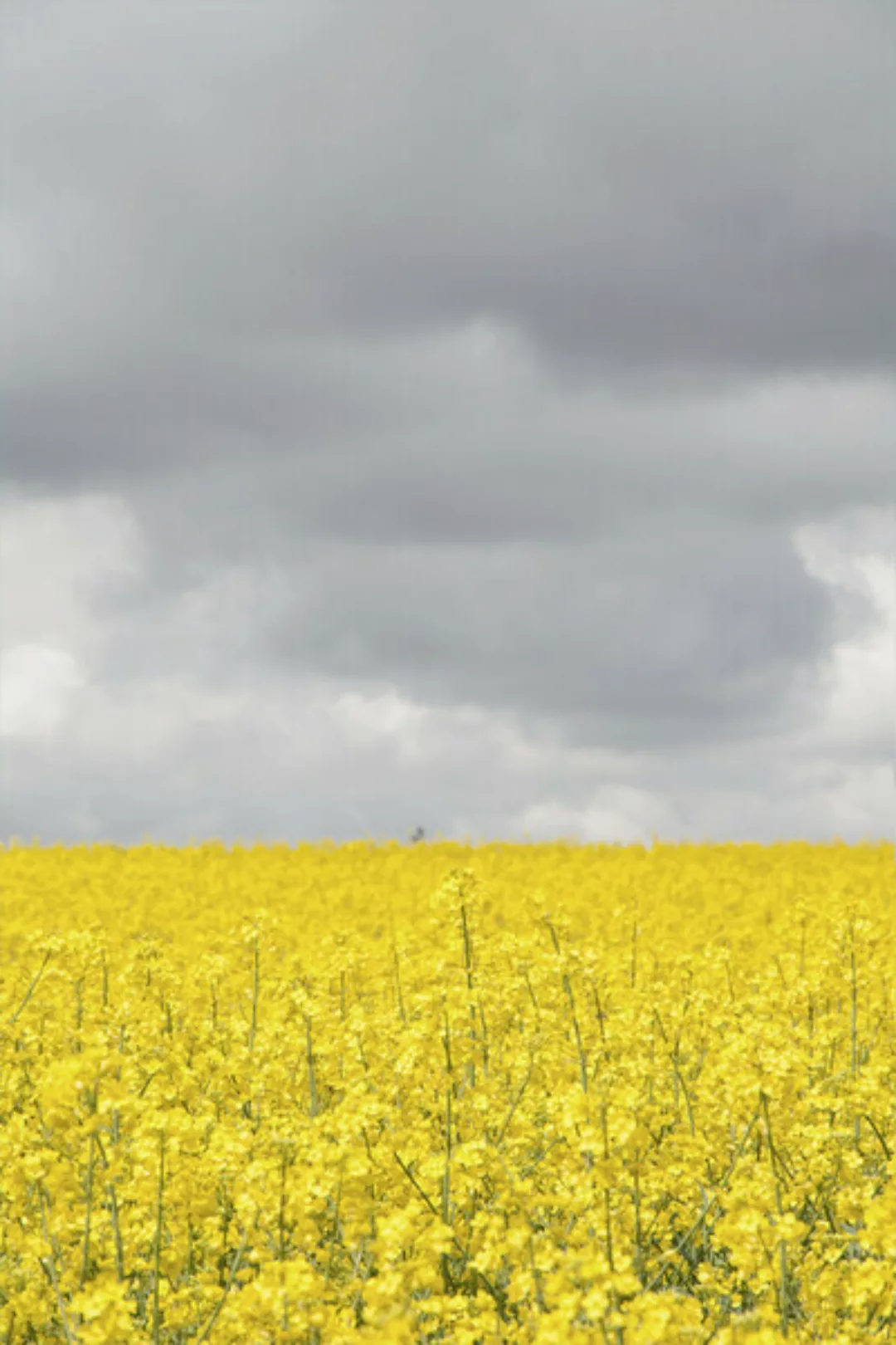 Poster / Leinwandbild - Grey And Yellow Fields günstig online kaufen
