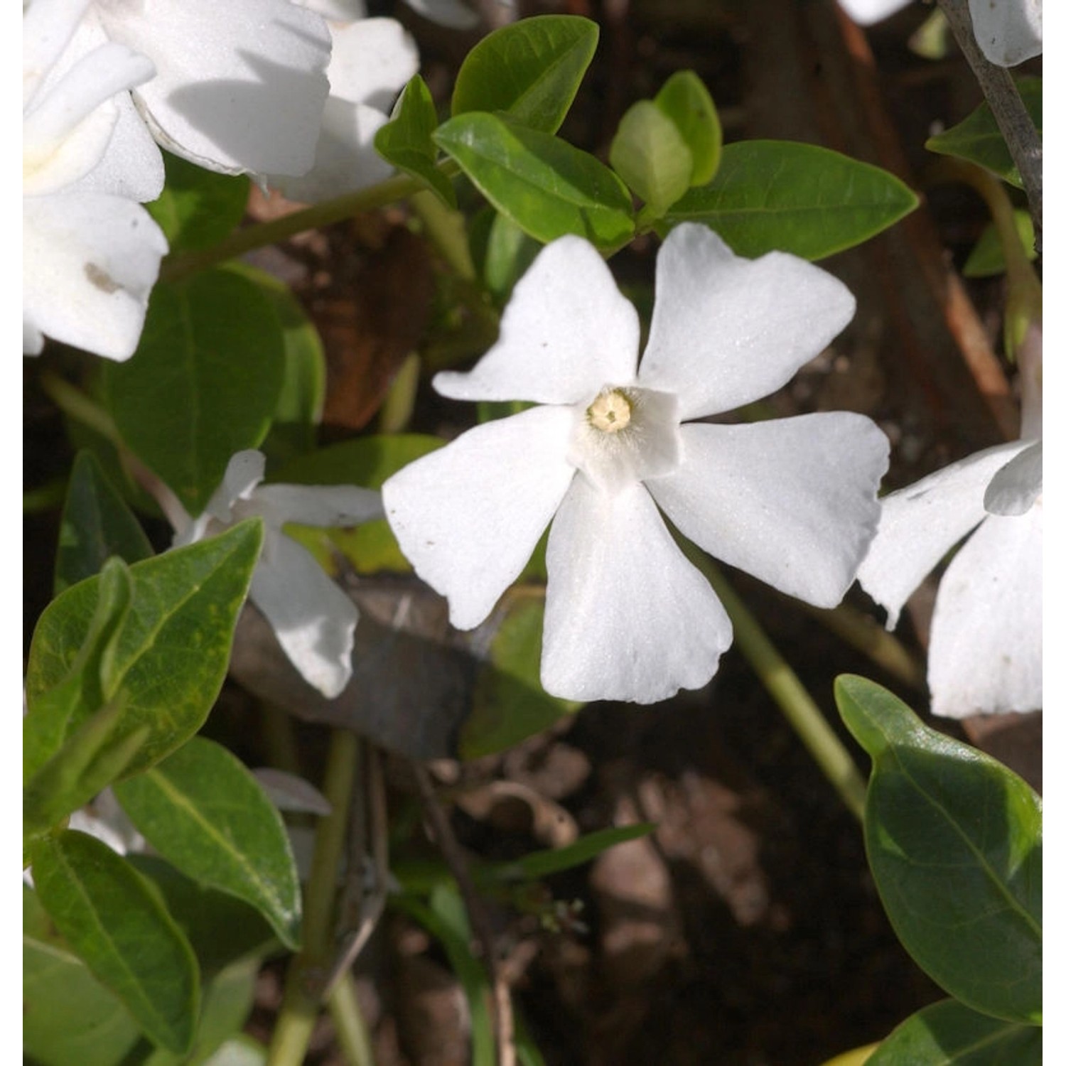 Immergrün Alba - Vinca major günstig online kaufen