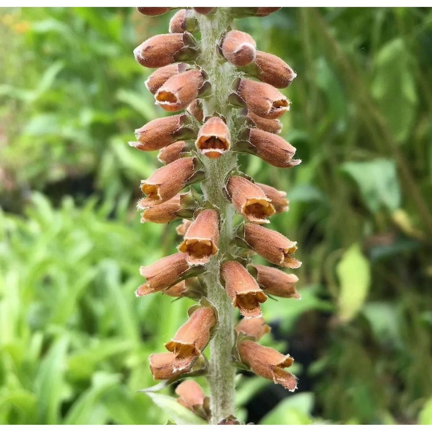 Kleinblütiger Fingerhut - Digitalis parviflora günstig online kaufen