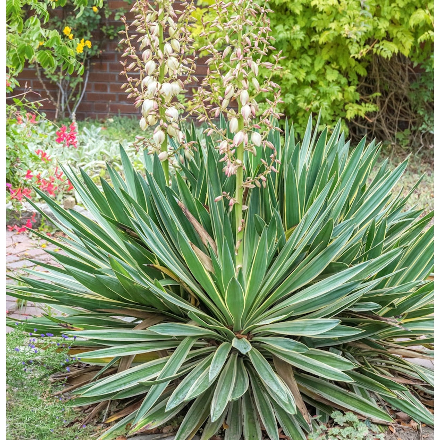 Kerzen-Palmlilie Variegata - großer Topf - Yucca gloriosa günstig online kaufen