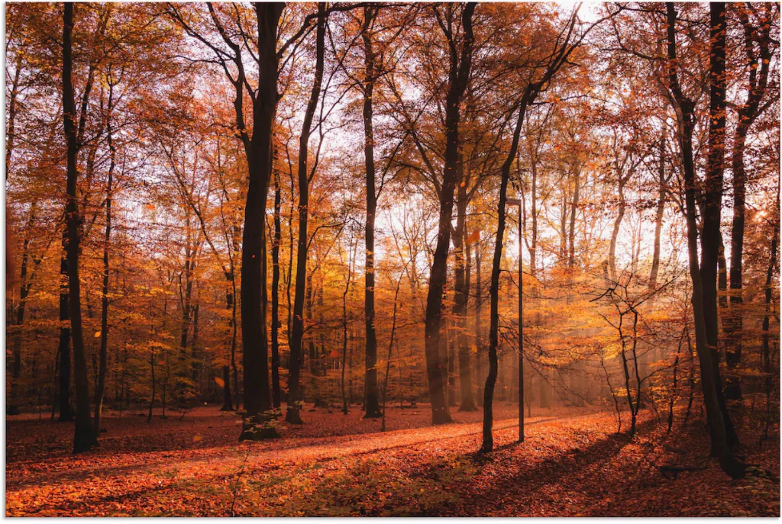 Artland Wandbild "Sonnenaufgang im Herbst II", Wald, (1 St.), als Alubild, günstig online kaufen