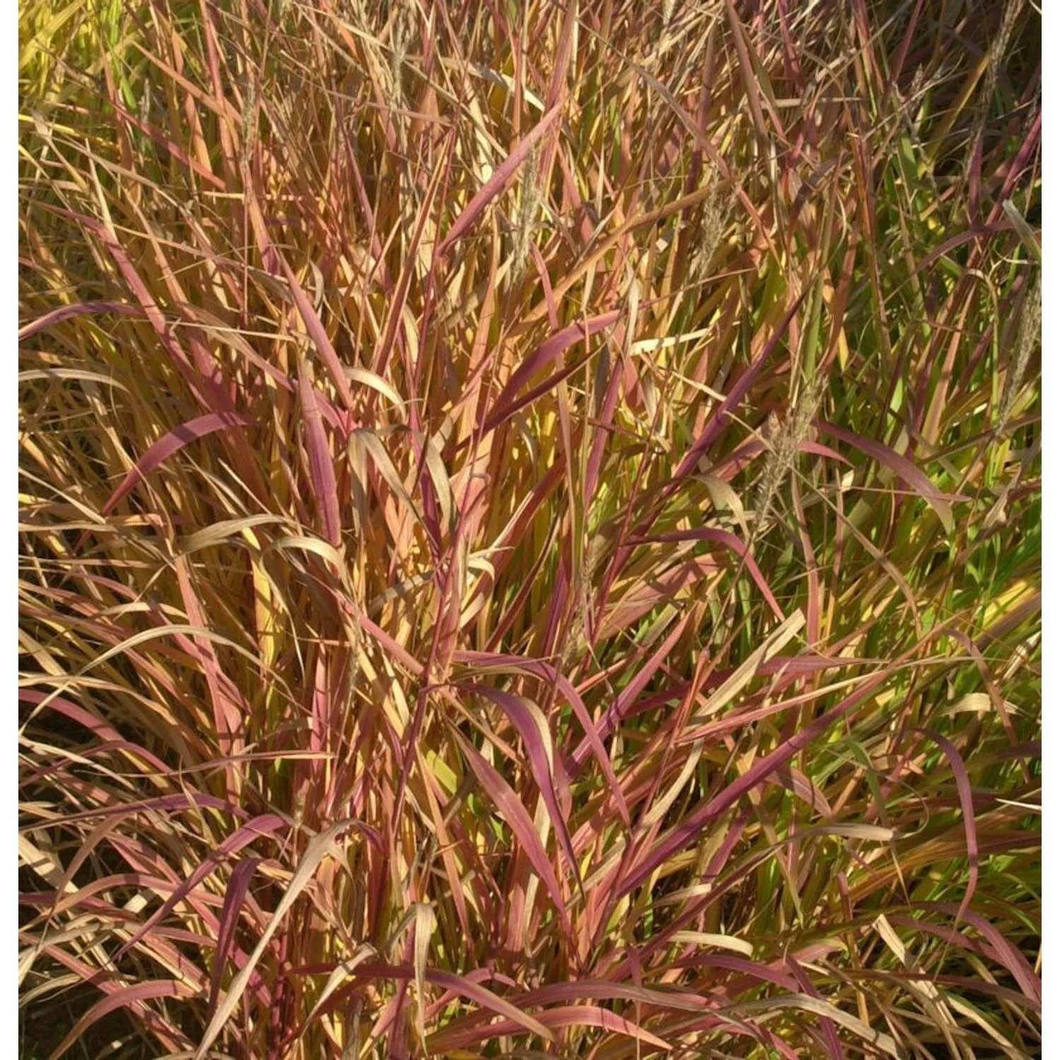 Chinaschilf Purpur - Miscanthus purpurascens günstig online kaufen