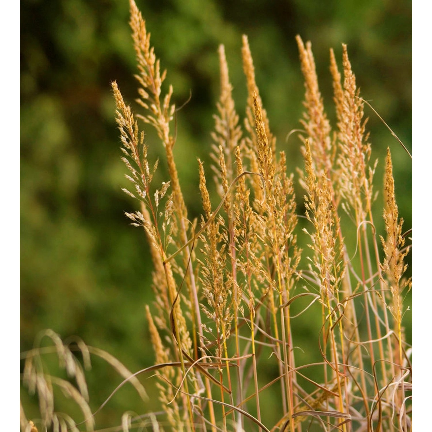 Zottengras - Spodiopogon sibiricus günstig online kaufen