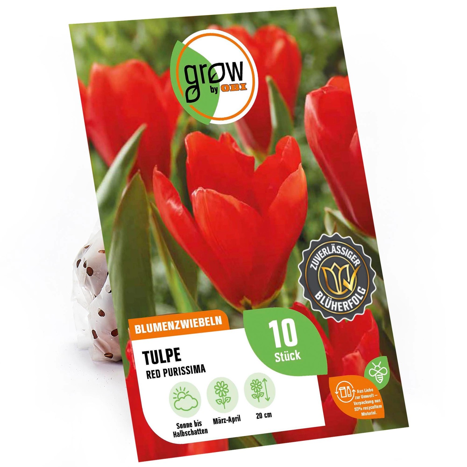 GROW by OBI Tulpe Red Purissima Rot 20 cm Tulipa fosteriana günstig online kaufen