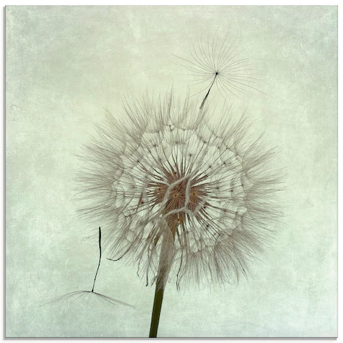 Artland Glasbild »Pusteblume II«, Blumen, (1 St.), in verschiedenen Größen günstig online kaufen