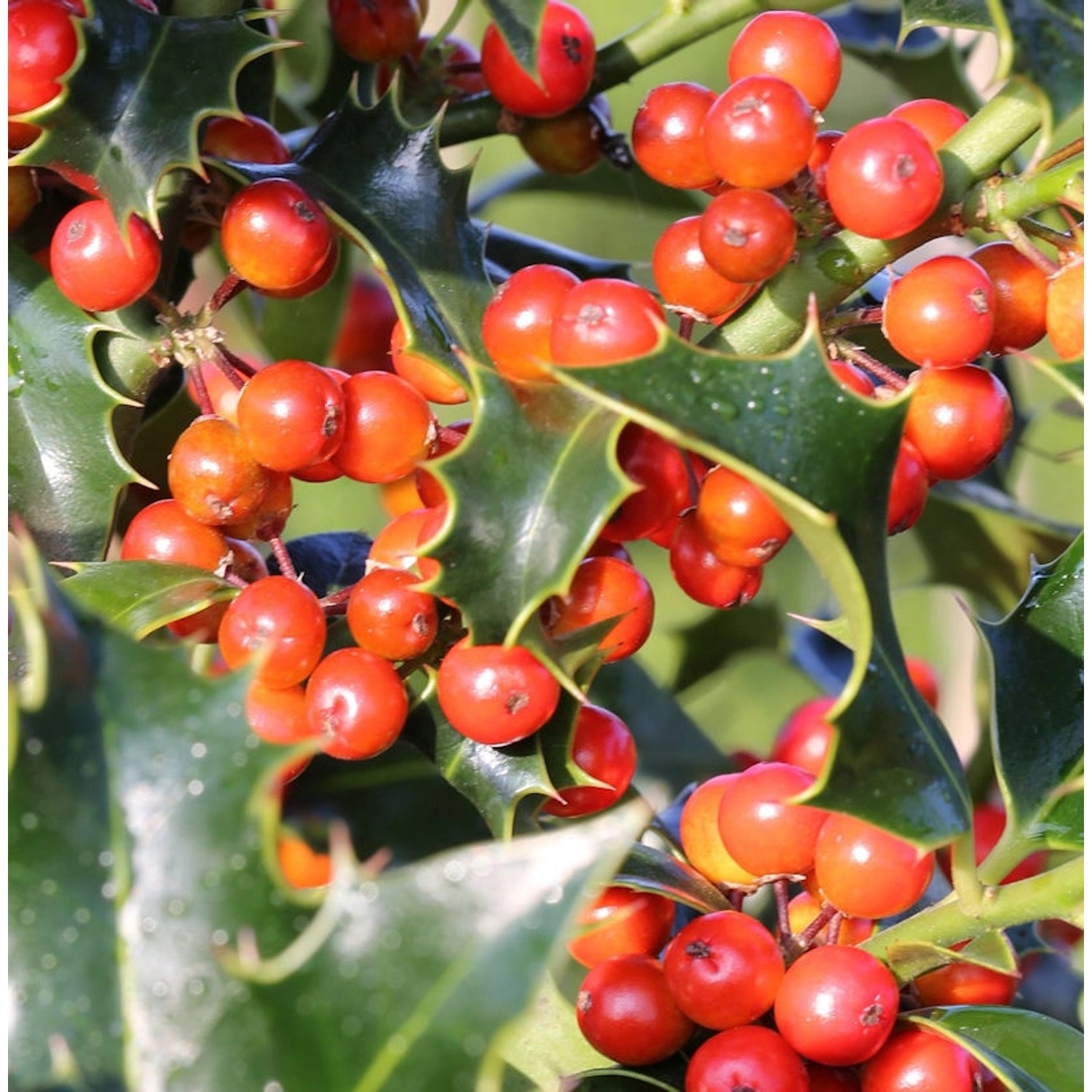 Dornige Stechpalme Ilex 80-100cm - ilex aquifolium günstig online kaufen