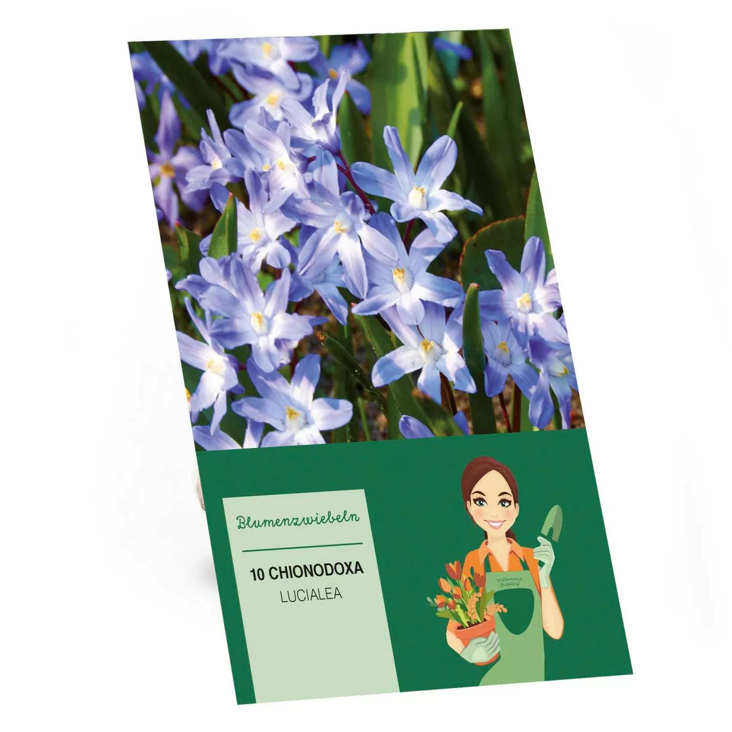 Sternhyazinthe Blau 10 Stück Chionodoxa luciliae günstig online kaufen