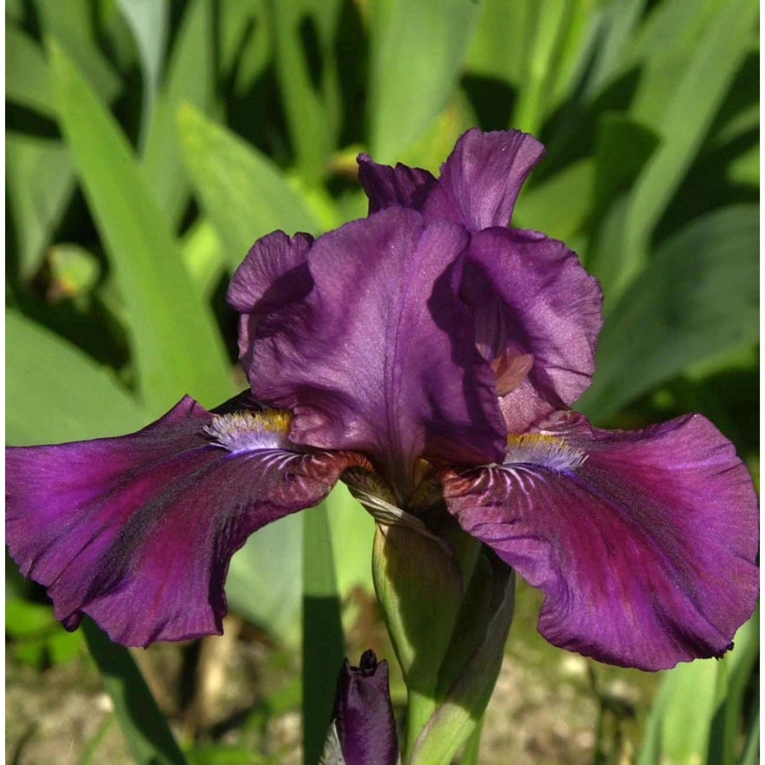 Zwergschwertlilie Pastel Charm - Iris barbata nana günstig online kaufen