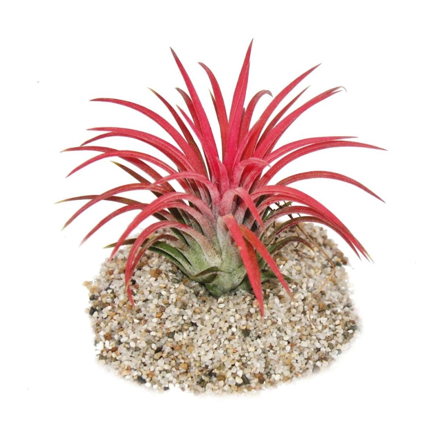 Exotenherz Tillandsia Ionantha Fire Intensive Rote Farbe günstig online kaufen