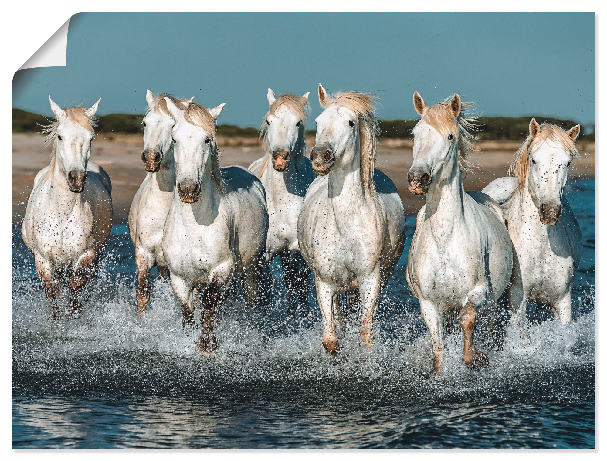 Artland Wandbild »Camargue Pferde galoppieren am Strand«, Haustiere, (1 St. günstig online kaufen