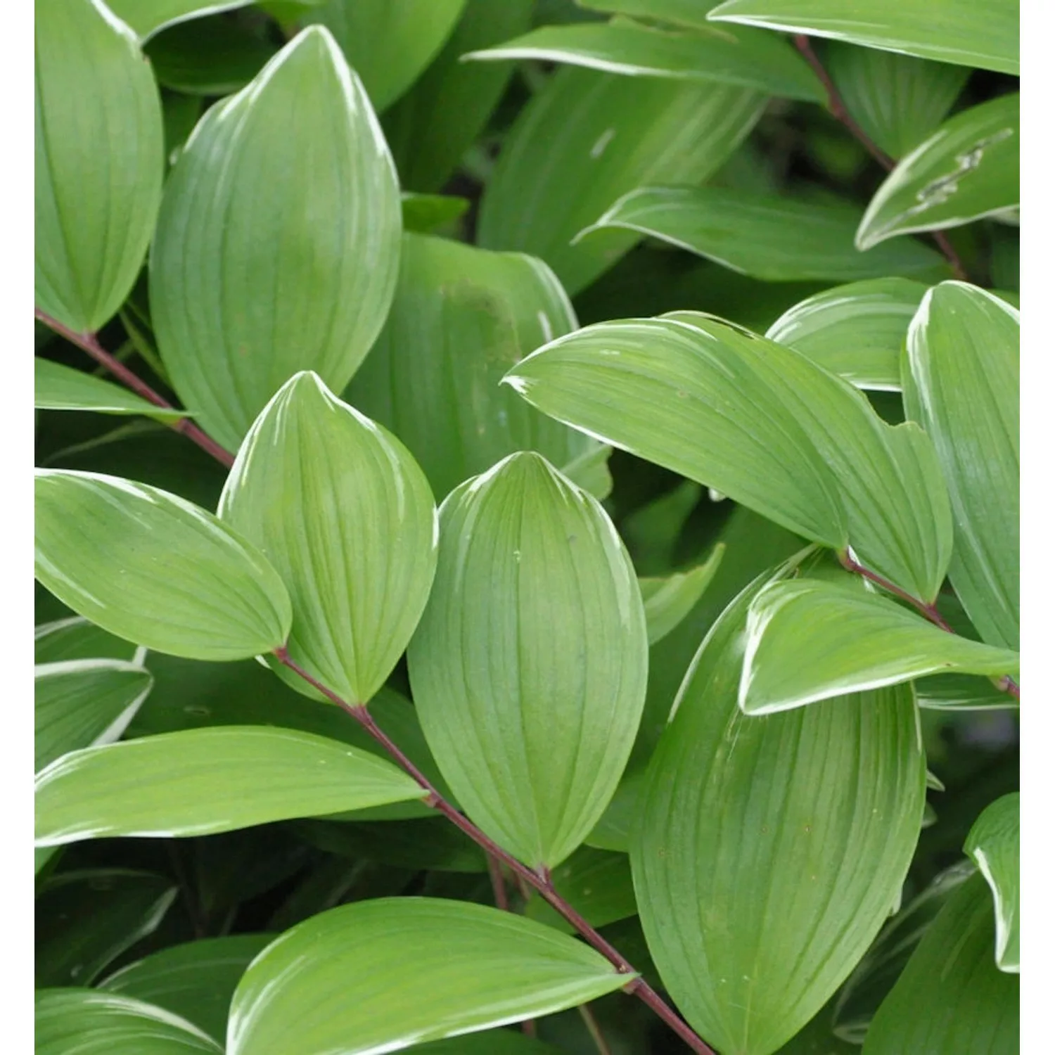 Duftender Salomonssiegel Variegatum - Polygonatum odoratum günstig online kaufen