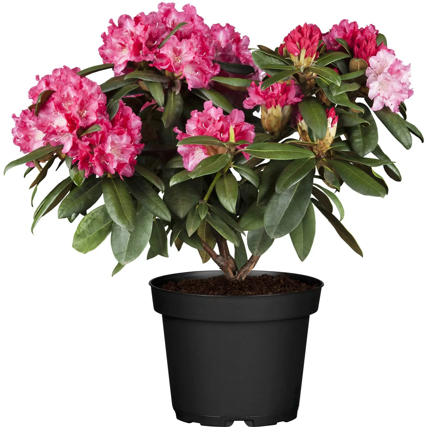 OBI Yaku-Rhododendron Percy Wiseman Höhe ca. 20 - 30 cm Topf ca. 5 l Rhodod günstig online kaufen